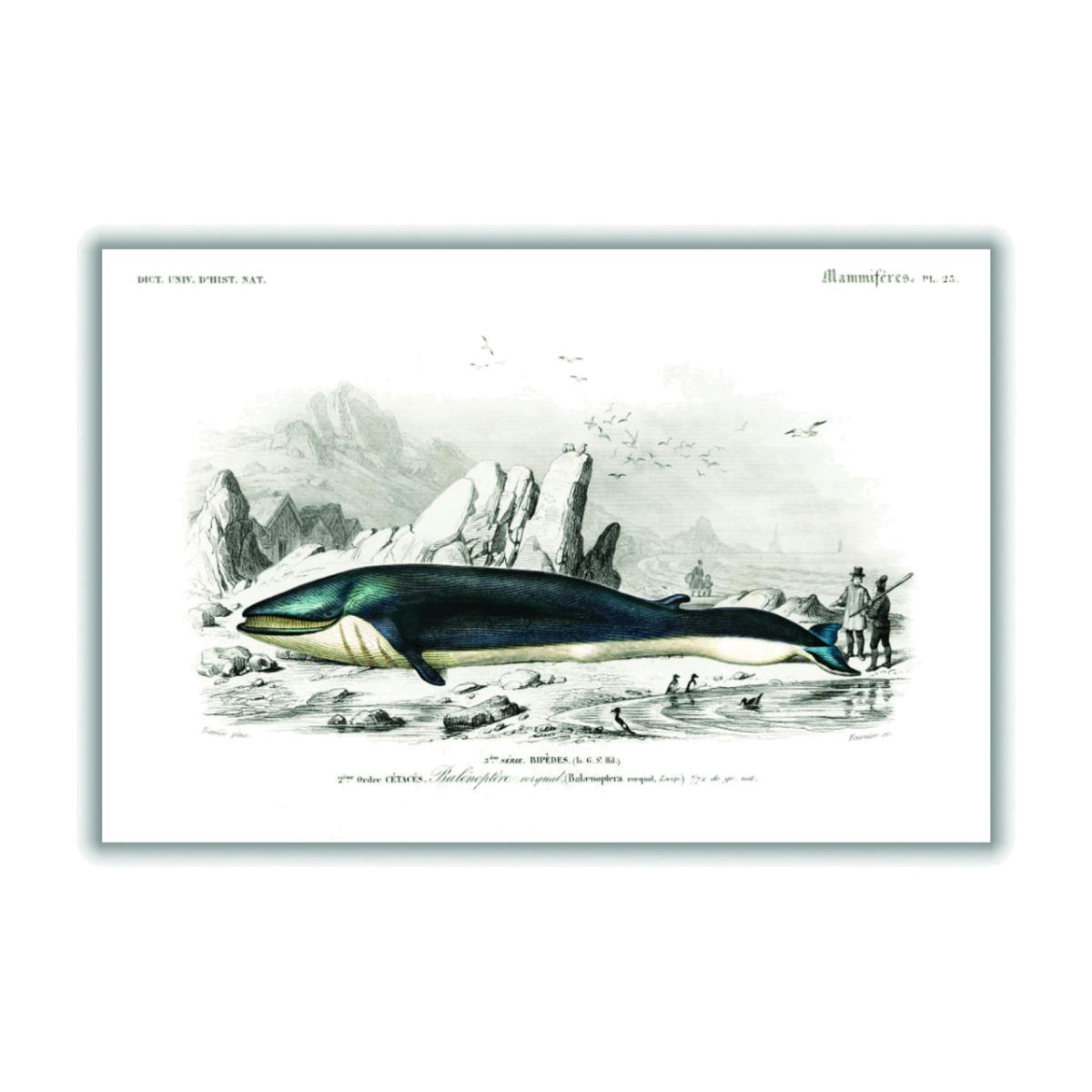 Black Balaenoptera Rorqual Medium Stanley Print House – image 1