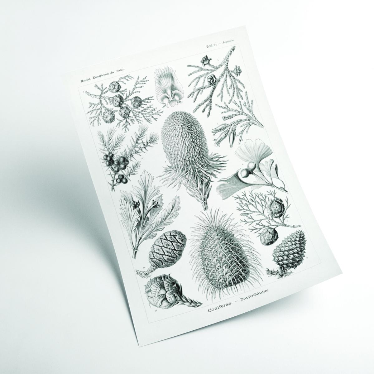 Grey Coniferae-Bapfenbäume By Ernst Haeckel A4 210 X 297Mm Stanley Print House – image 2