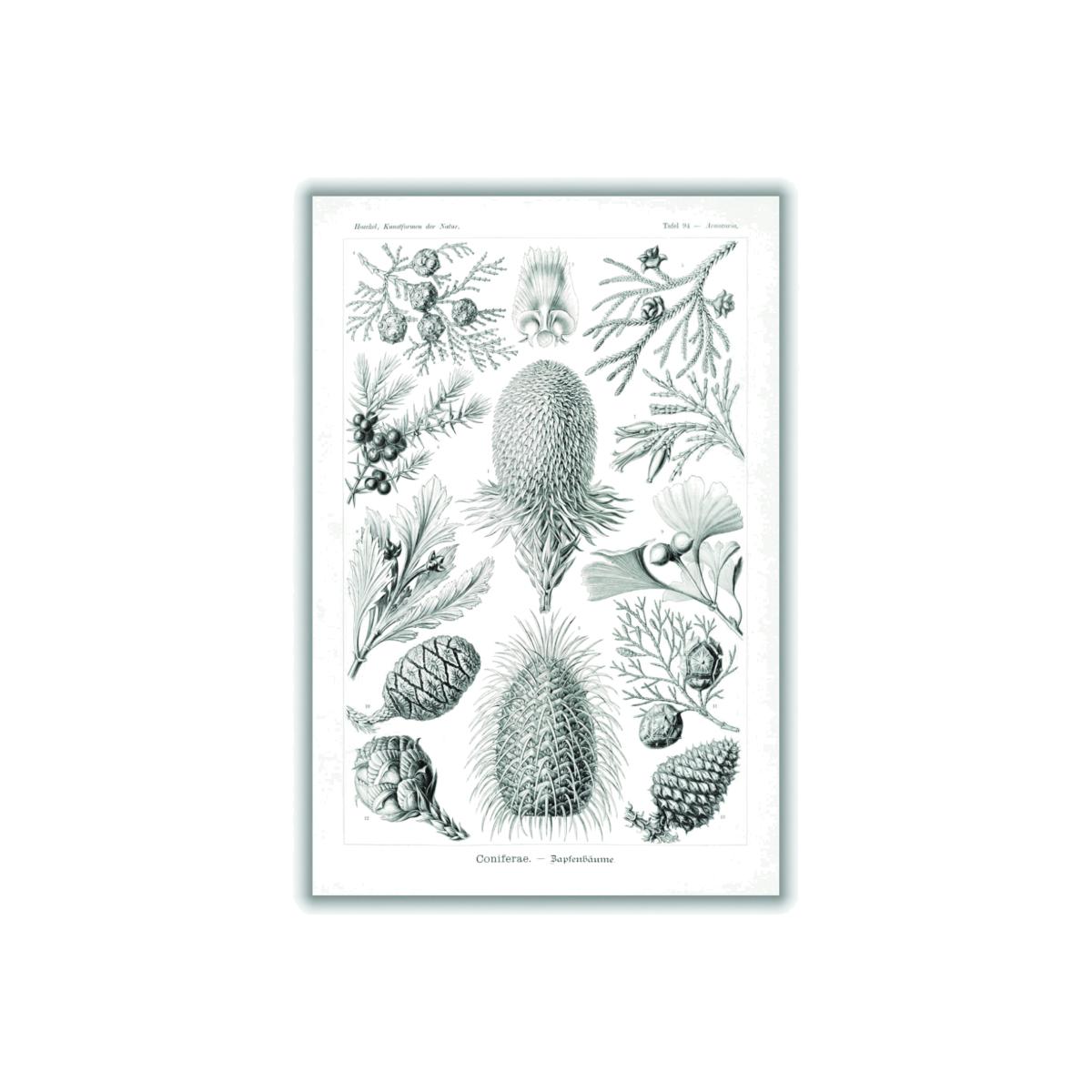 Grey Coniferae-Bapfenbäume By Ernst Haeckel A4 210 X 297Mm Stanley Print House – image 1