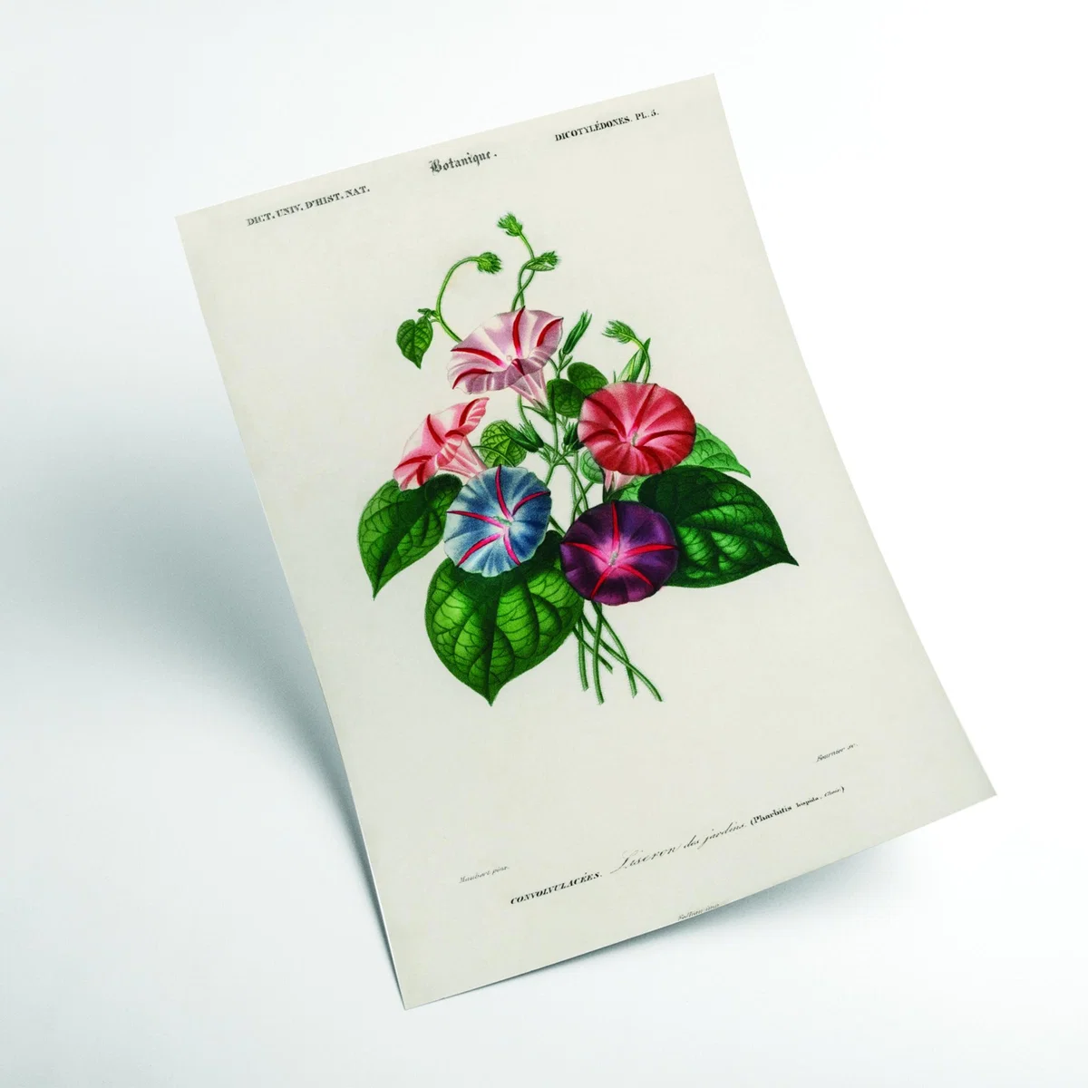 Morning Glory Xxs Stanley Print House – image 2