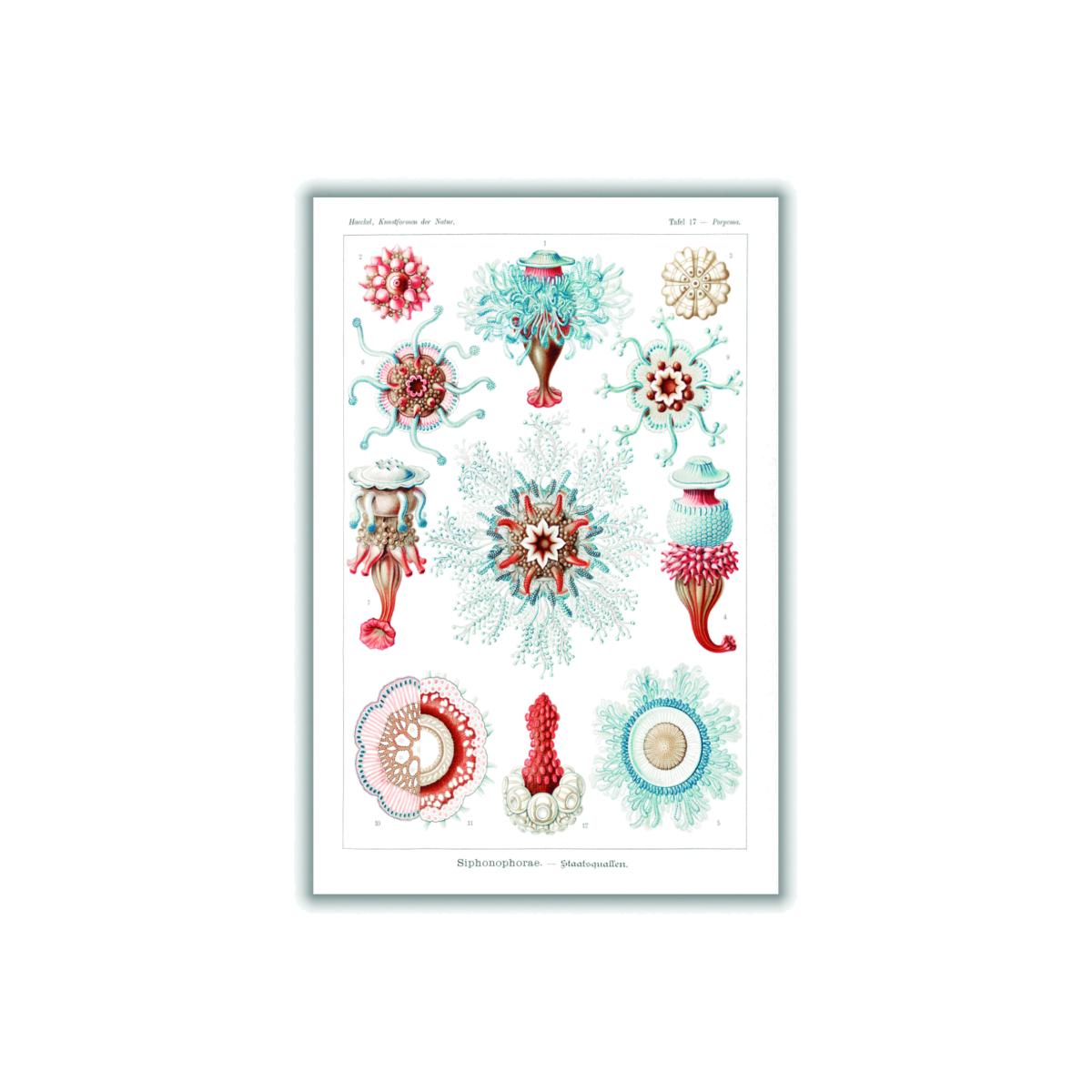 Siphonophorae-Staatsquallen I By Ernst Haeckel A1 594 X 841Mm Stanley Print House – image 1
