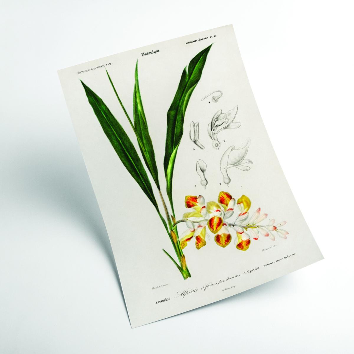 Green Dwarf Cardamom Print Extra Small Stanley Print House – image 2