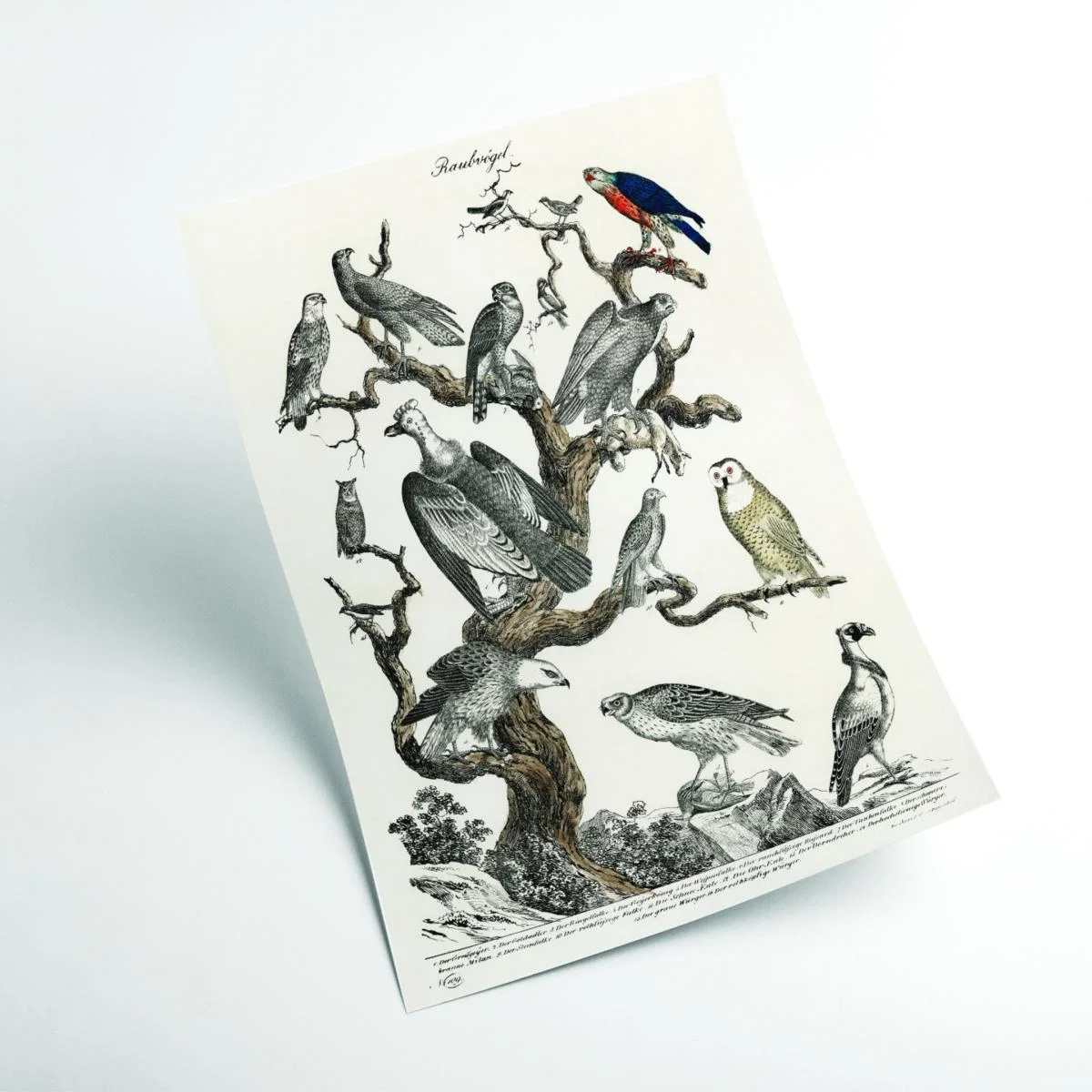 Grey Birds Of Prey Extra Large Stanley Print House – image 2