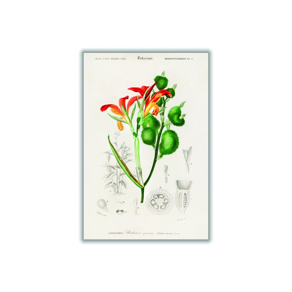 Anna Speciosa Medium Stanley Print House – image 1