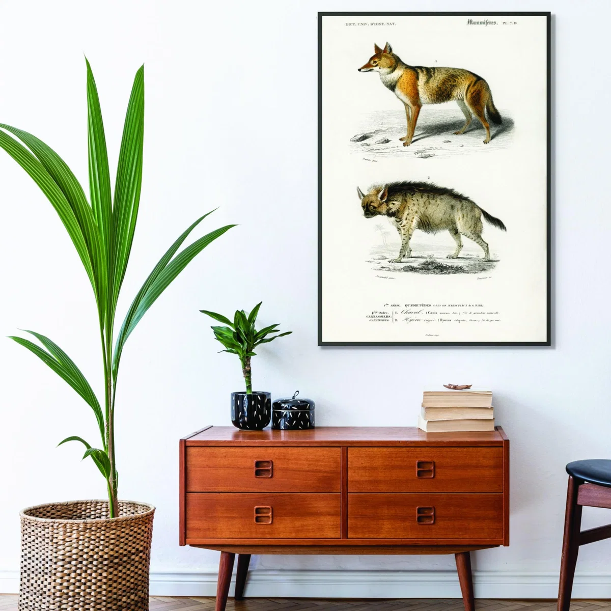 Golden Jackal And Striped Hyena Print A4 210 X 297Mm Stanley Print House – image 3