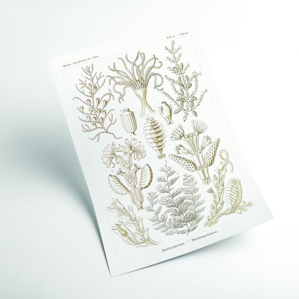 Neutrals Sertulariae-Reihenpolnpen By Ernst Haeckel A4 210 X 297Mm Stanley Print House – image 2