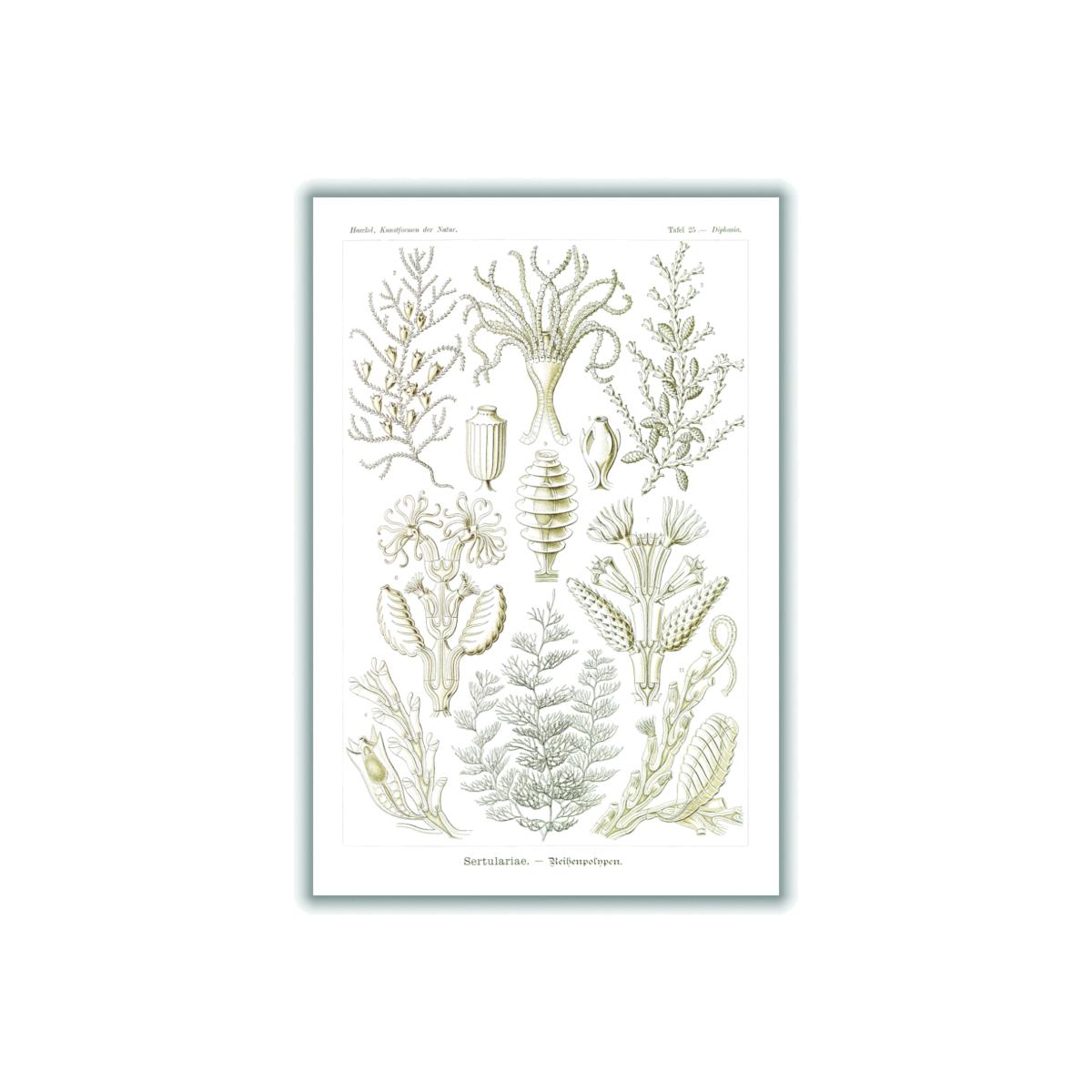 Neutrals Sertulariae-Reihenpolnpen By Ernst Haeckel A4 210 X 297Mm Stanley Print House – image 1