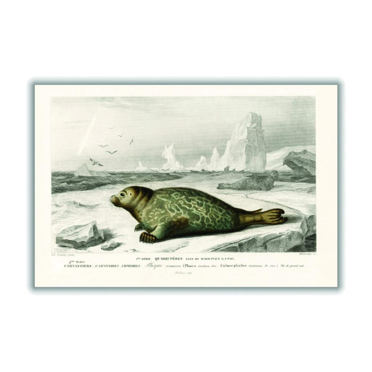 Grey Seal Xxs Stanley Print House – image 1