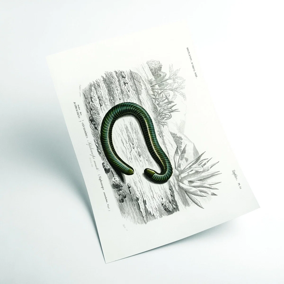 Black Ringed Caecilian Medium Stanley Print House – image 2