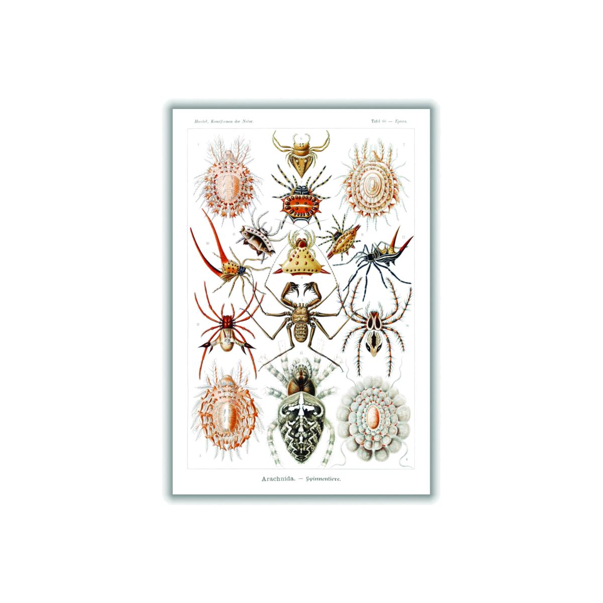 Arachnida-Spinnentiere By Ernst Haeckel A3 297 X 420Mm Stanley Print House – image 1
