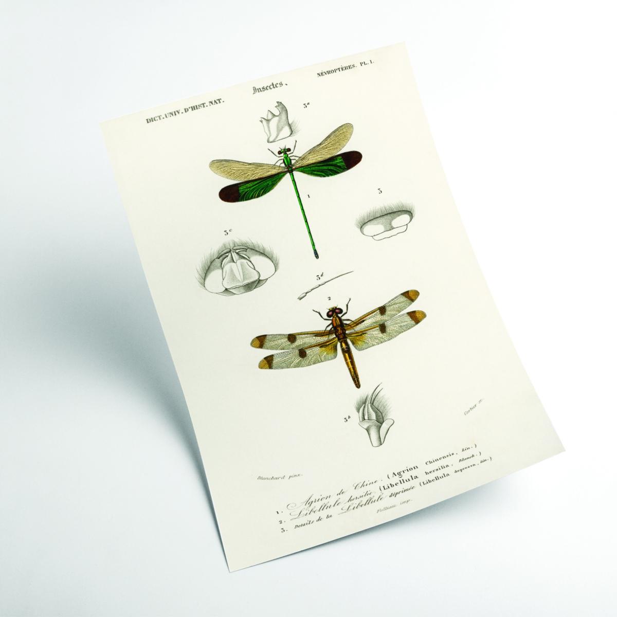 Neutrals Natural History Different Types Of Dragonflies Extra Large Stanley Print House – image 2