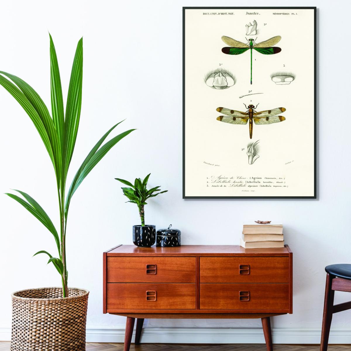 Neutrals Natural History Different Types Of Dragonflies Extra Large Stanley Print House – image 3