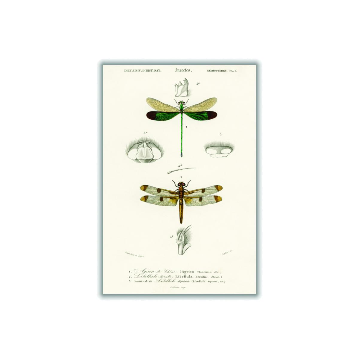 Neutrals Natural History Different Types Of Dragonflies Extra Large Stanley Print House – image 1