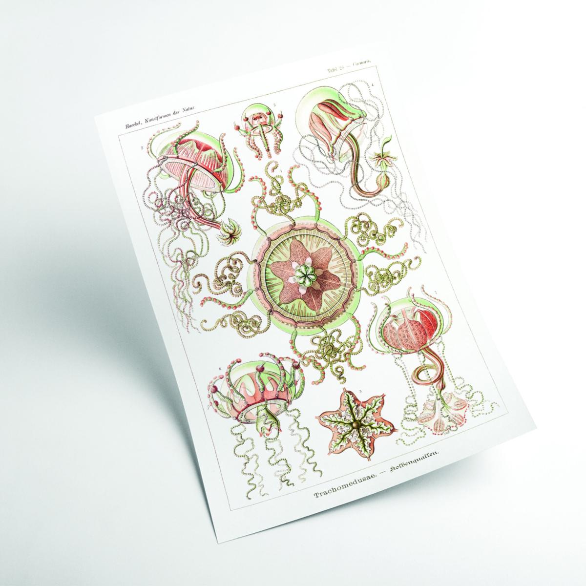 Rose Gold Trachomedusae-Kolbenquallen By Ernst Haeckel Large Stanley Print House – image 2