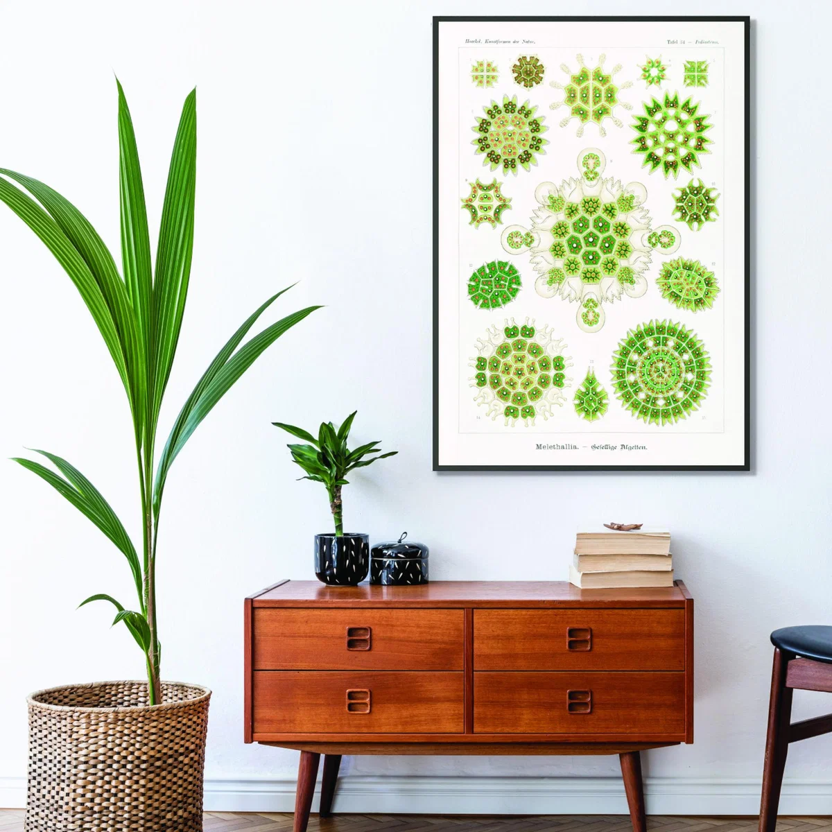 Green Melethallia-Gesellige Algetten By Ernst Haeckel A2 420 X 594Mm Stanley Print House – image 3