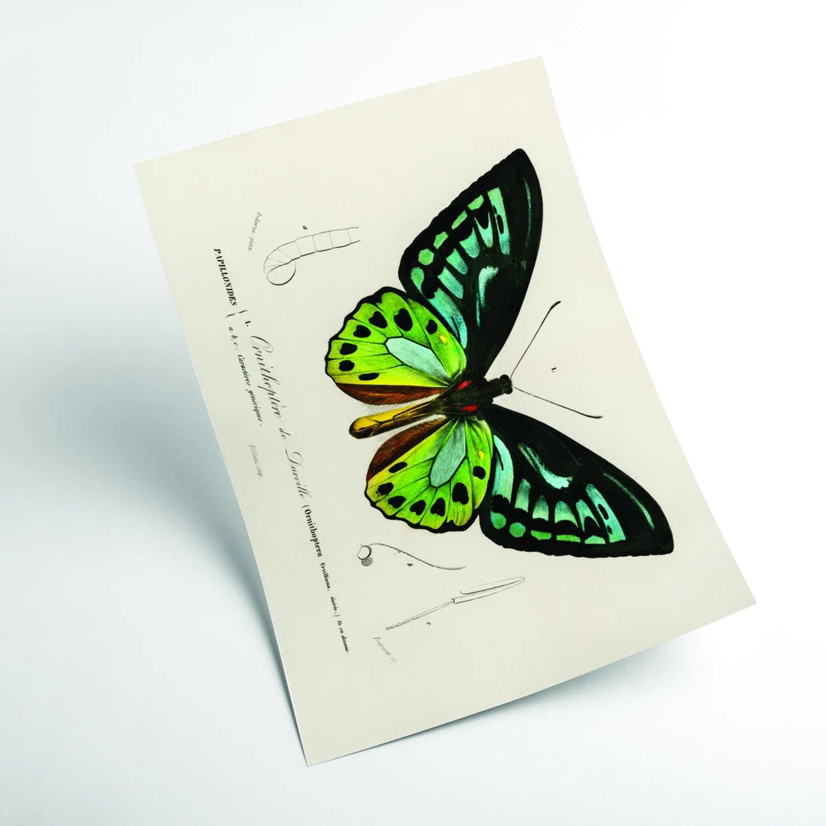 Green Birdwing Large Stanley Print House – image 2