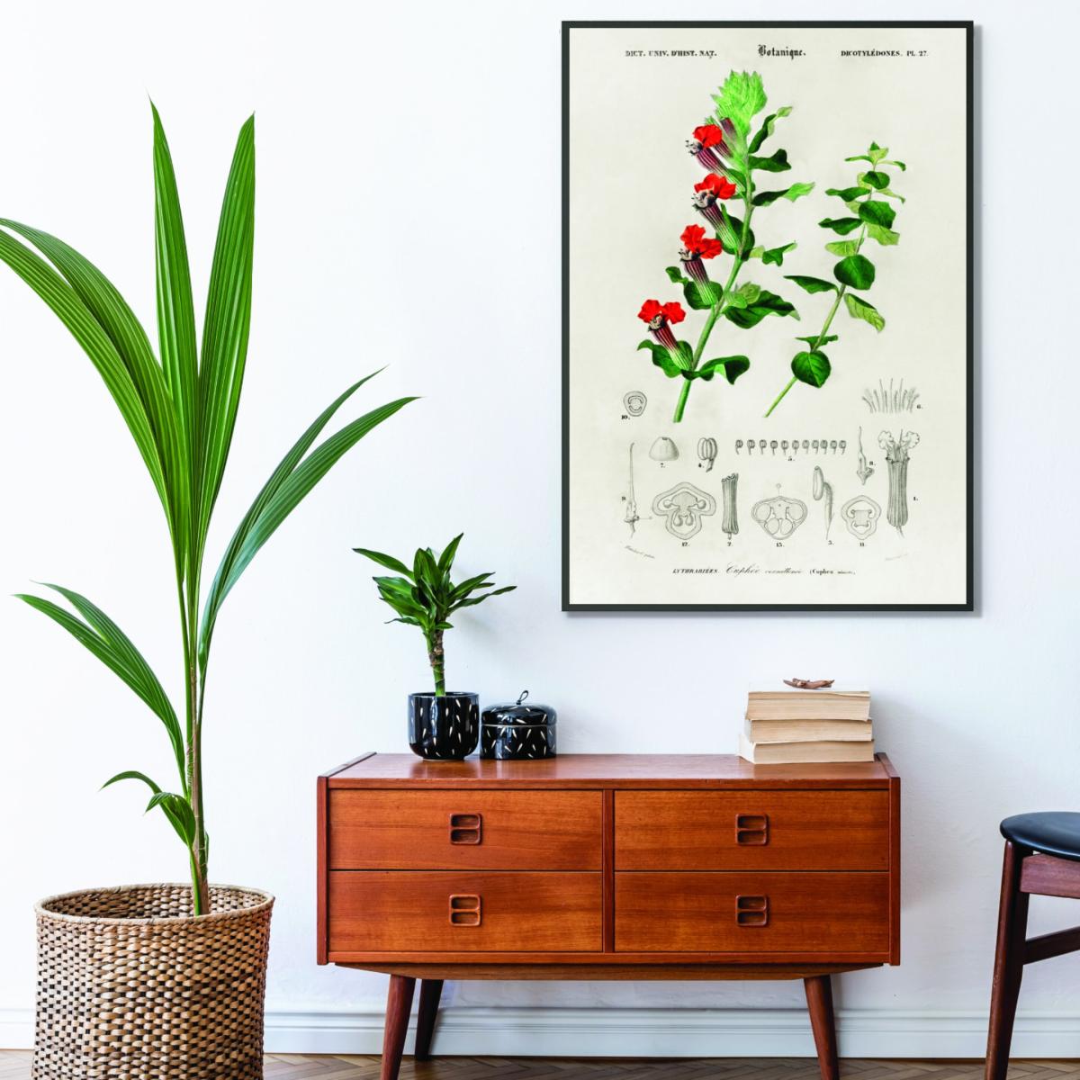 Cuphea Miniata Print Extra Large Stanley Print House – image 3