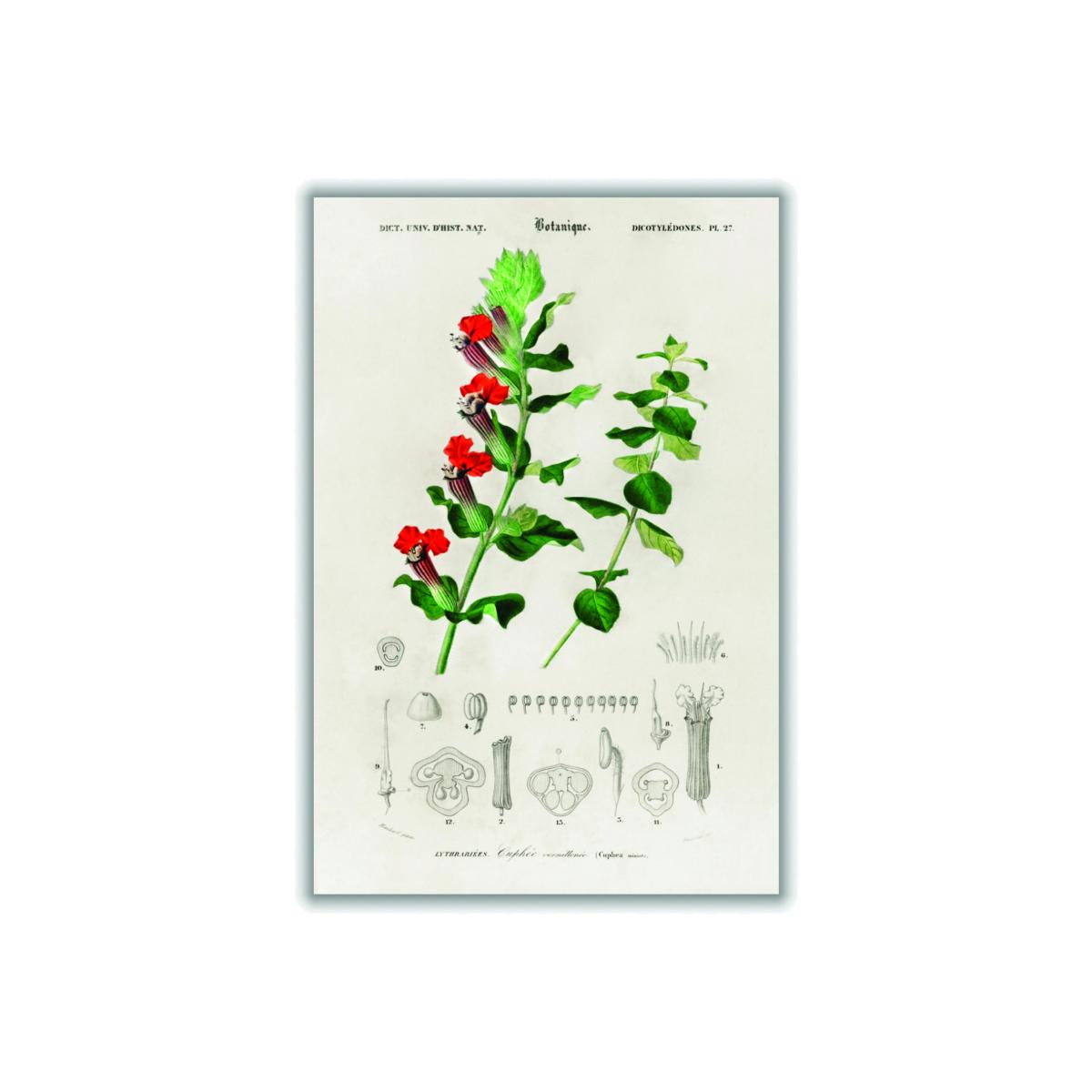 Cuphea Miniata Print Extra Large Stanley Print House – image 1