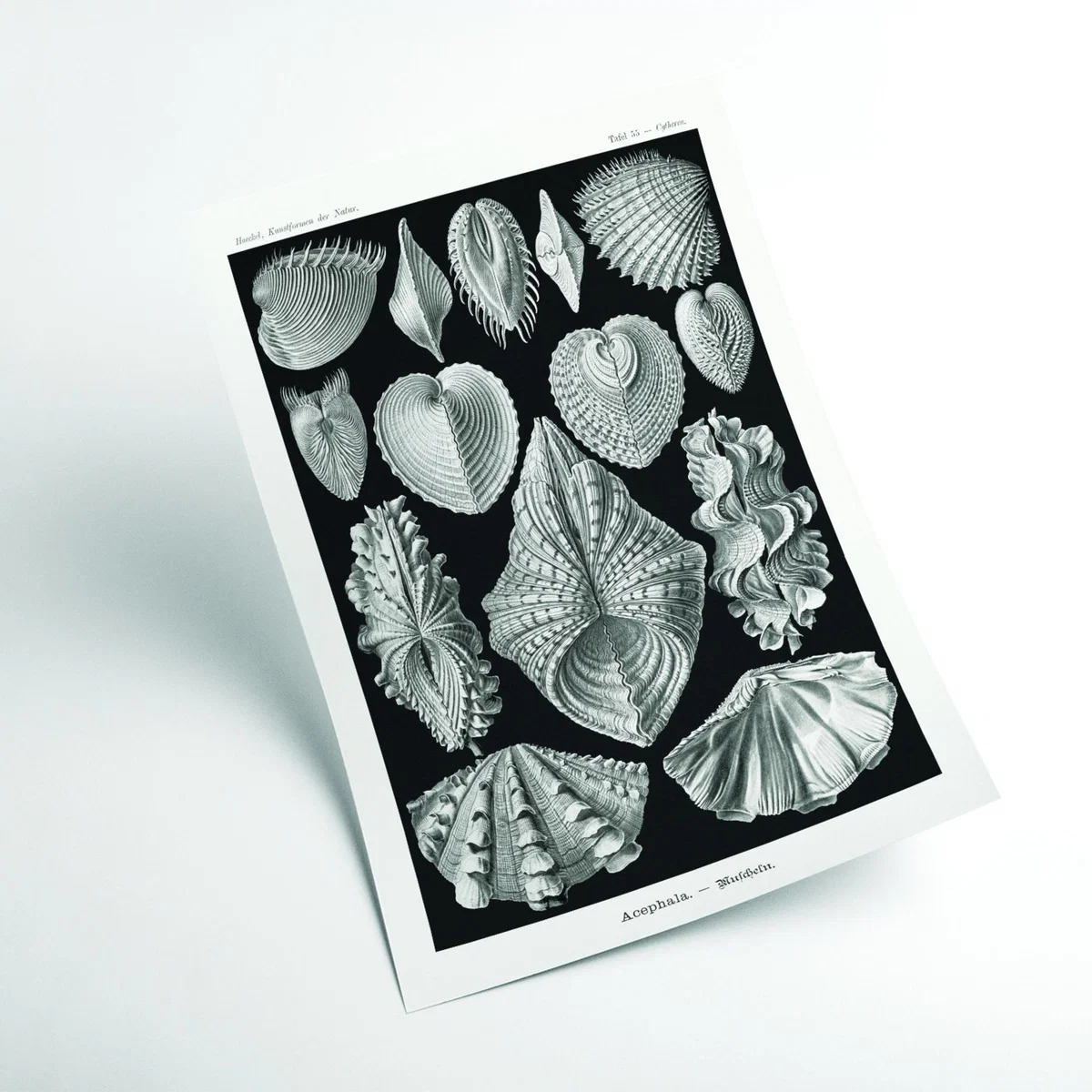 Grey Acephala-Muscheln By Ernst Haeckel Medium Stanley Print House – image 2