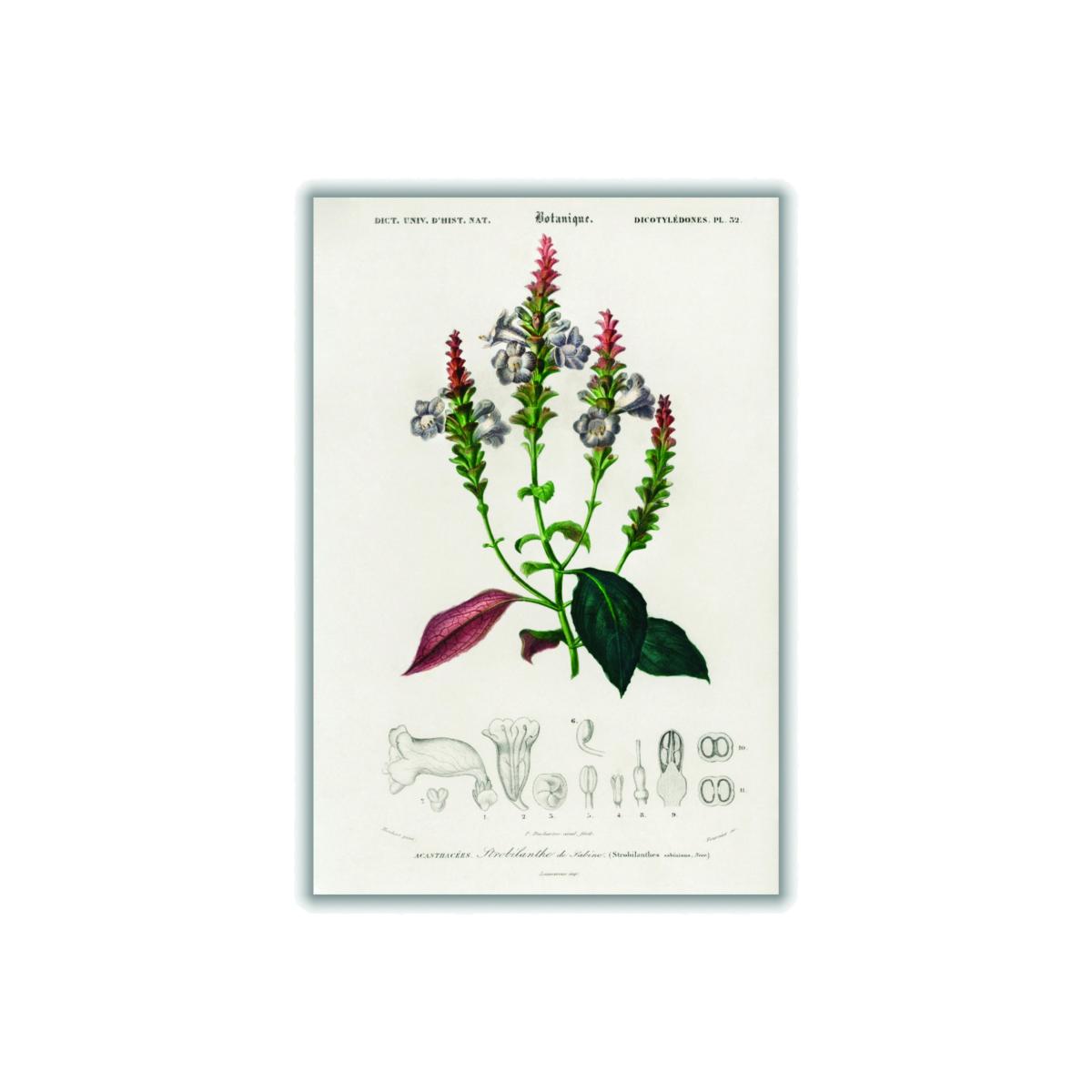 Strobilanthes Sabiniana Medium Stanley Print House – image 1