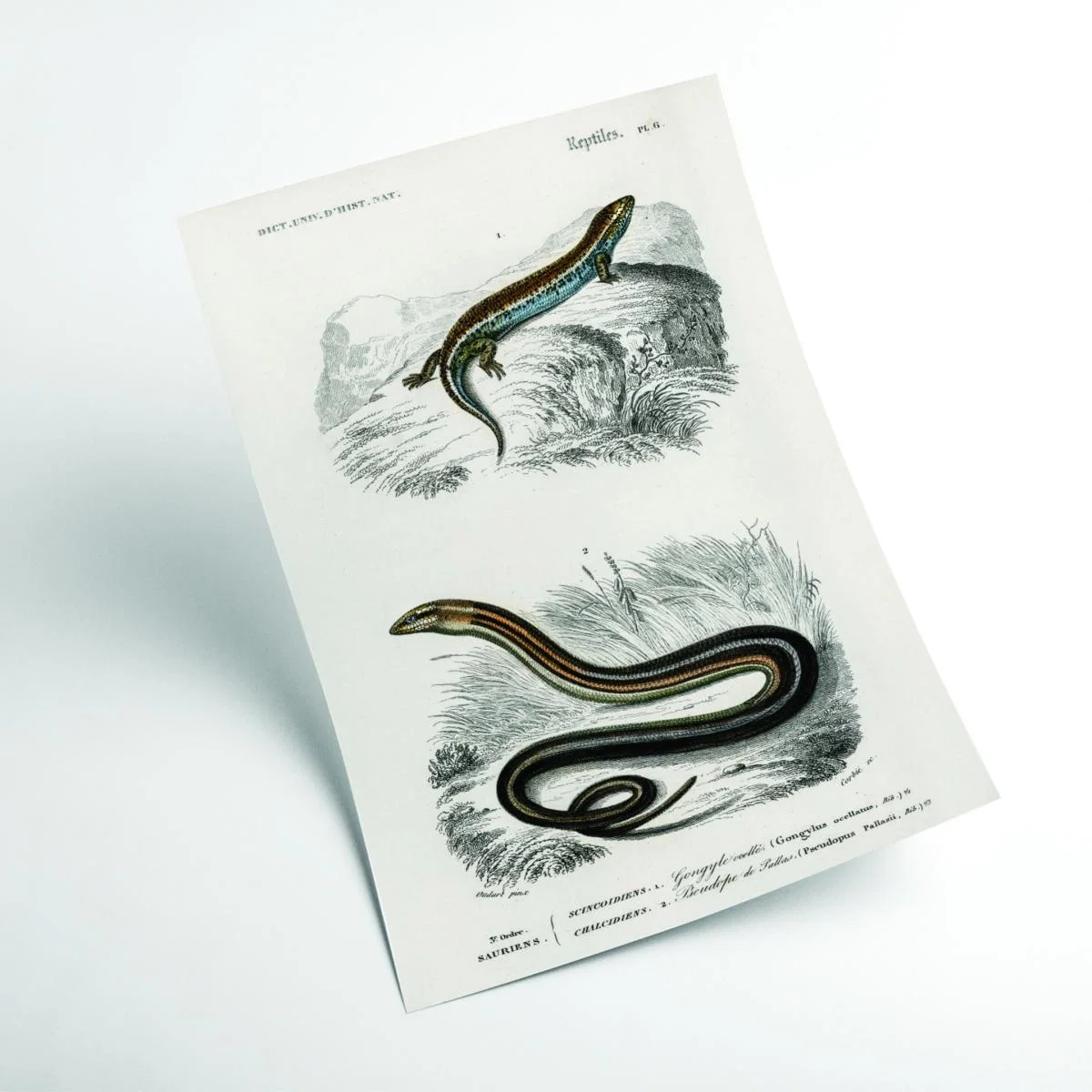 Grey Salamander & Snake Large Stanley Print House – image 2