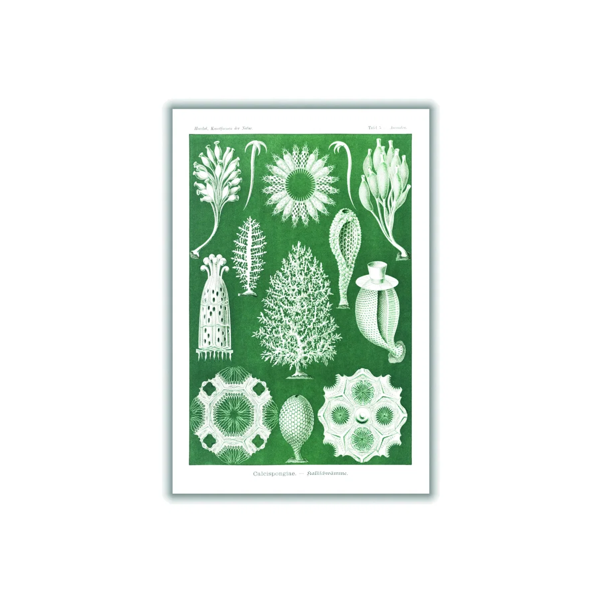 Green Calcispongiae-Kalkschwämme By Ernst Haeckel A3 297 X 420Mm Stanley Print House – image 1