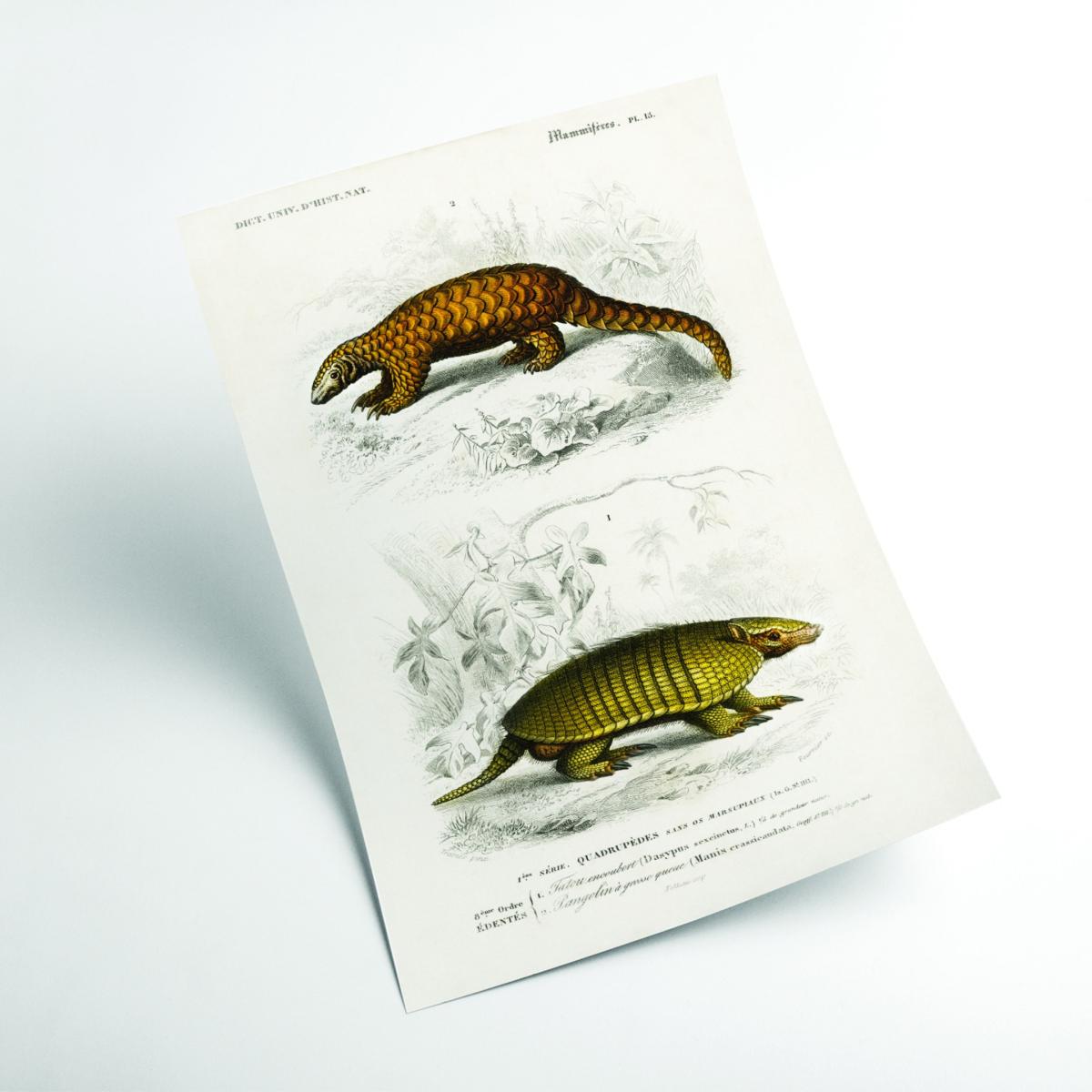 Yellow Armadillo And Indian Pangolin A4 210 X 297Mm Stanley Print House – image 2