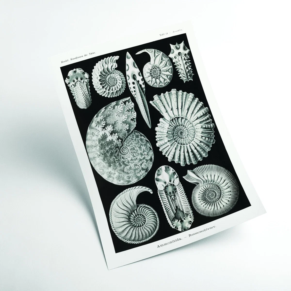 Grey Ammonitida-Ammonshörner By Ernst Haeckel A4 210 X 297Mm Stanley Print House – image 2
