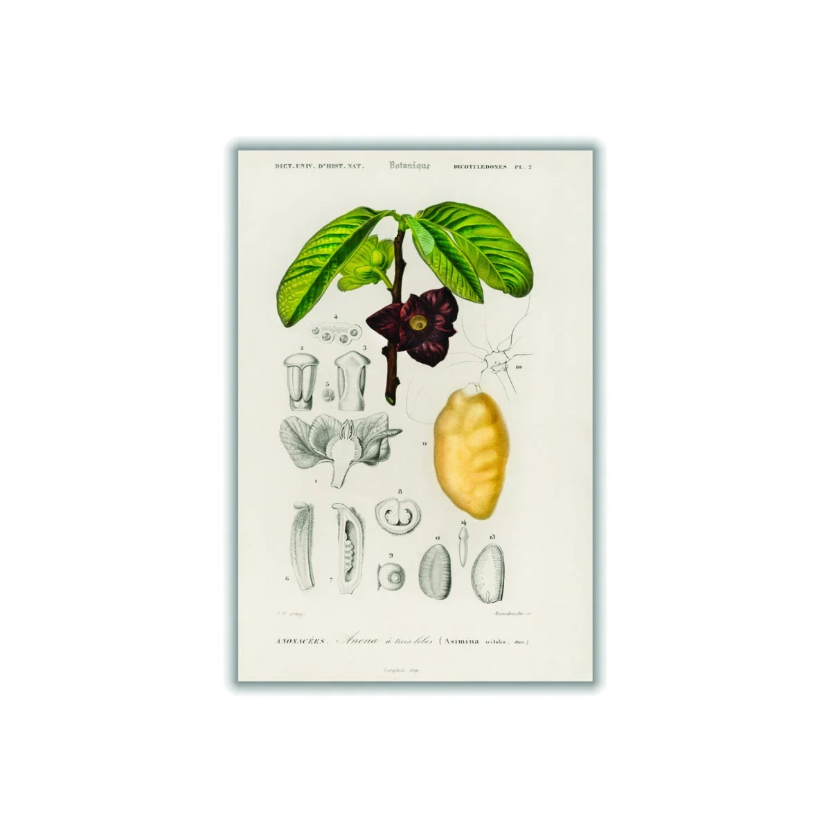 Green Asimina Triloba Xxs Stanley Print House – image 1