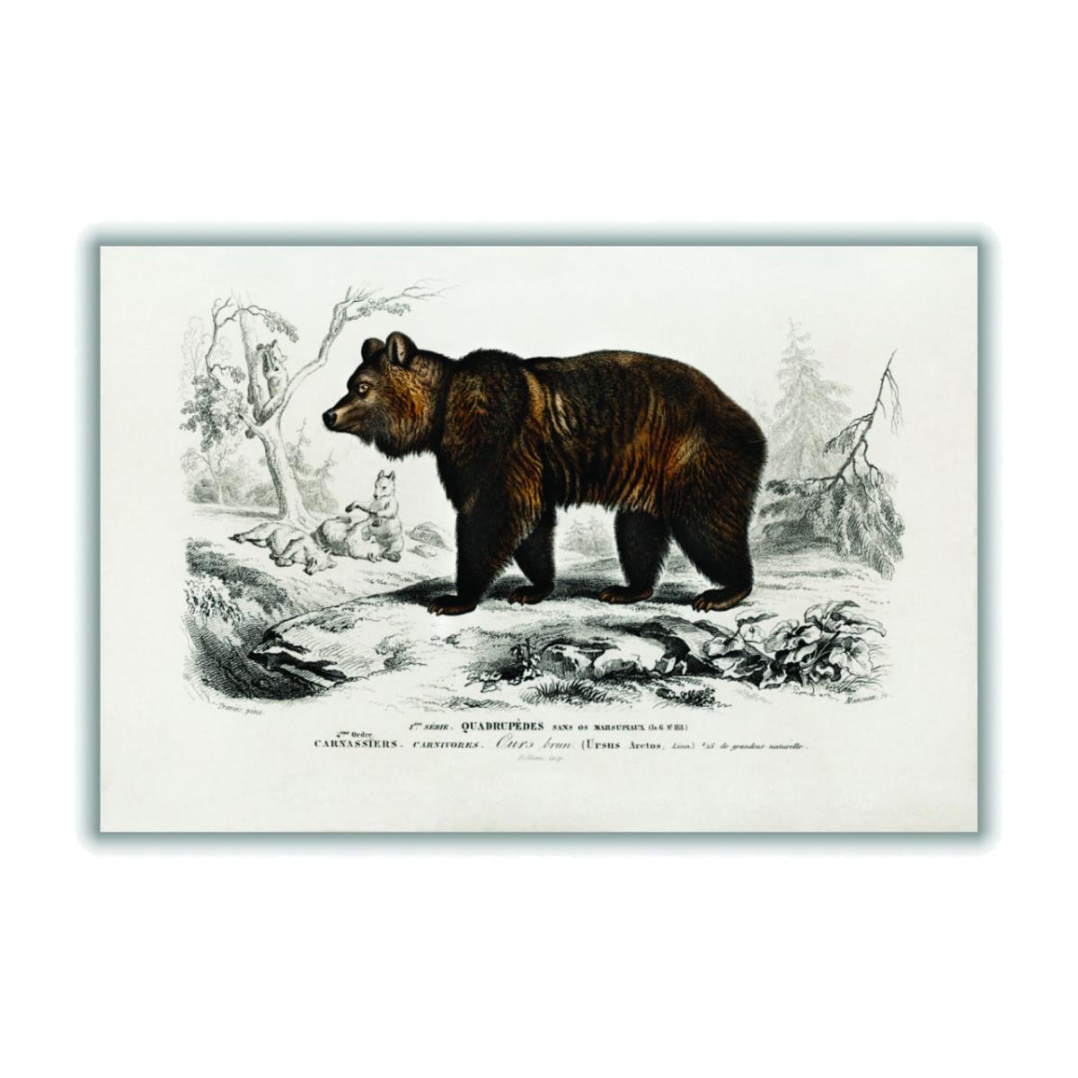 Brown Bear A1 594 X 841Mm Stanley Print House – image 1