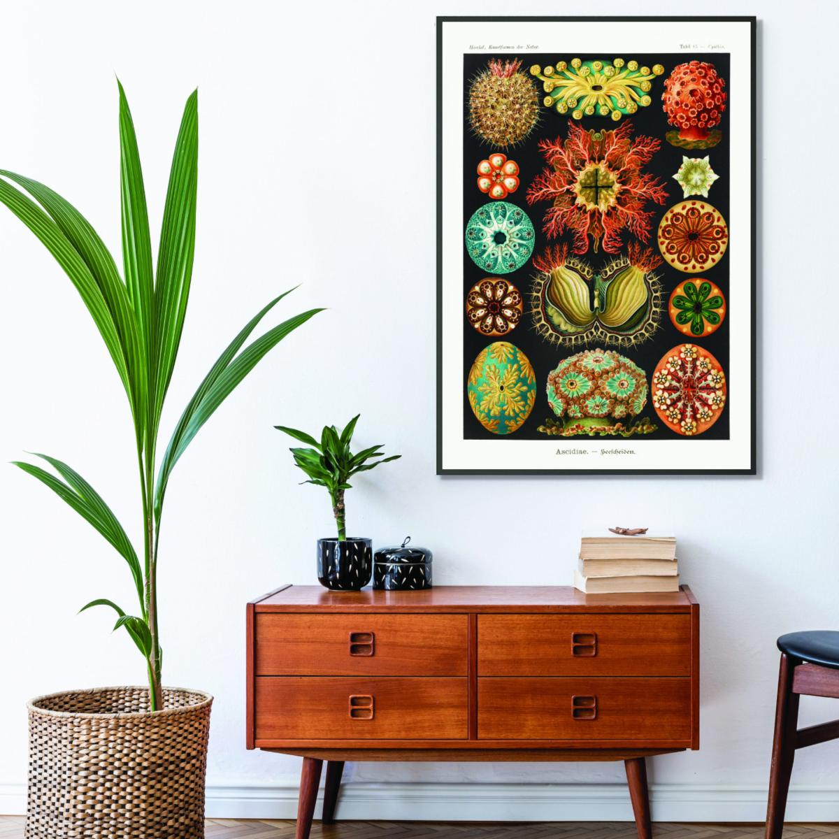 Ascidiae-Seescheiden By Ernst Haeckel A4 210 X 297Mm Stanley Print House – image 3