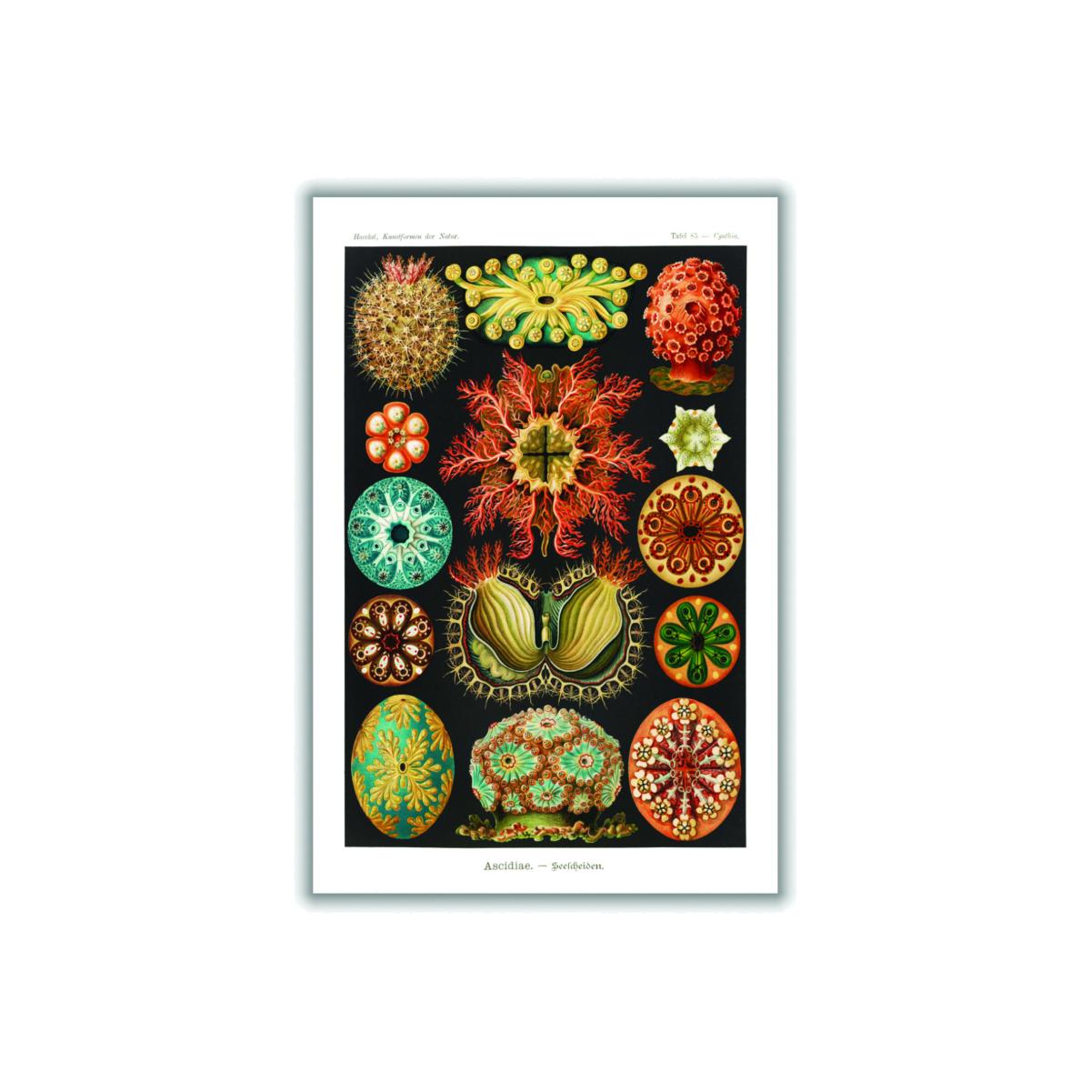 Ascidiae-Seescheiden By Ernst Haeckel A4 210 X 297Mm Stanley Print House – image 1