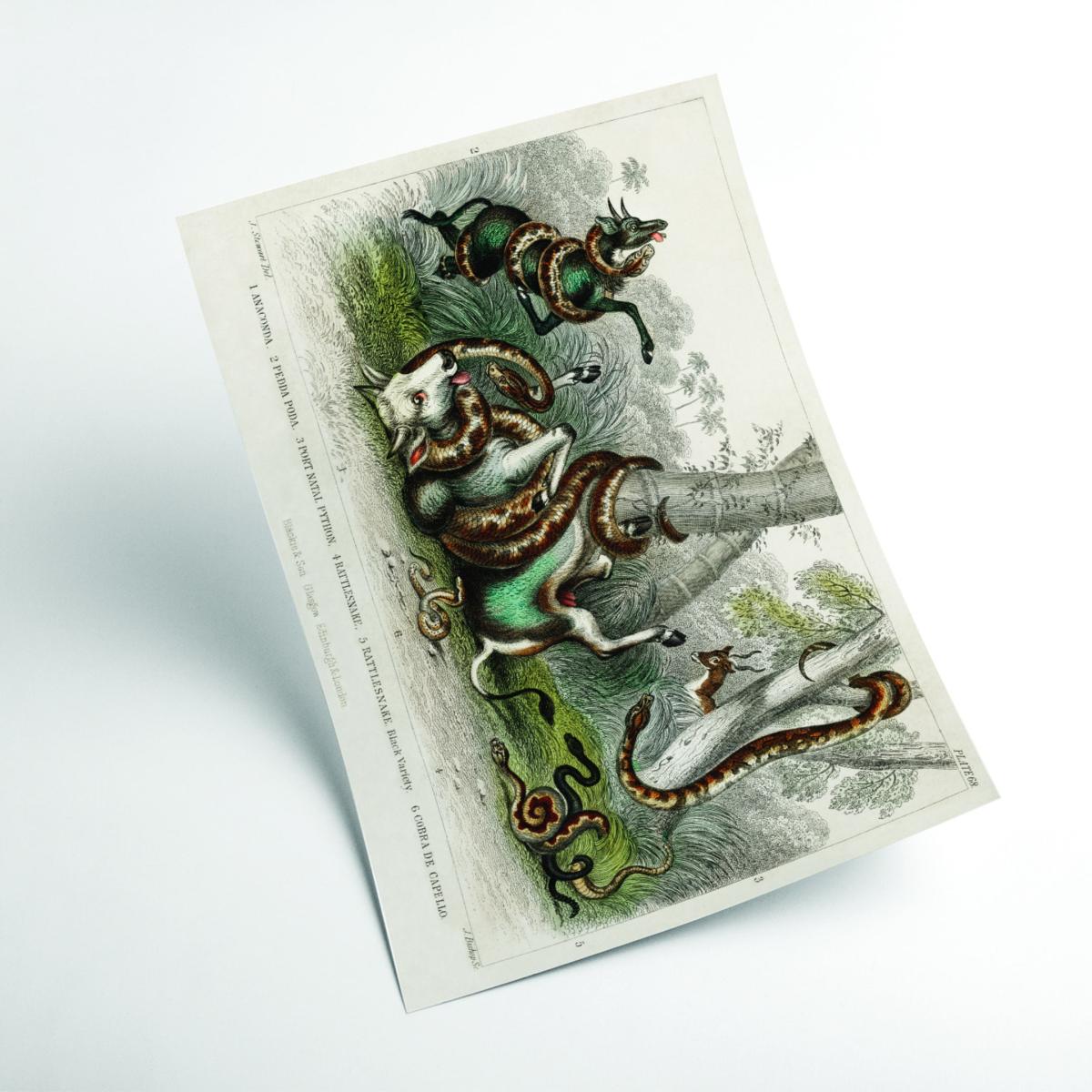 Neutrals Various Snakes Xxs Stanley Print House – image 2