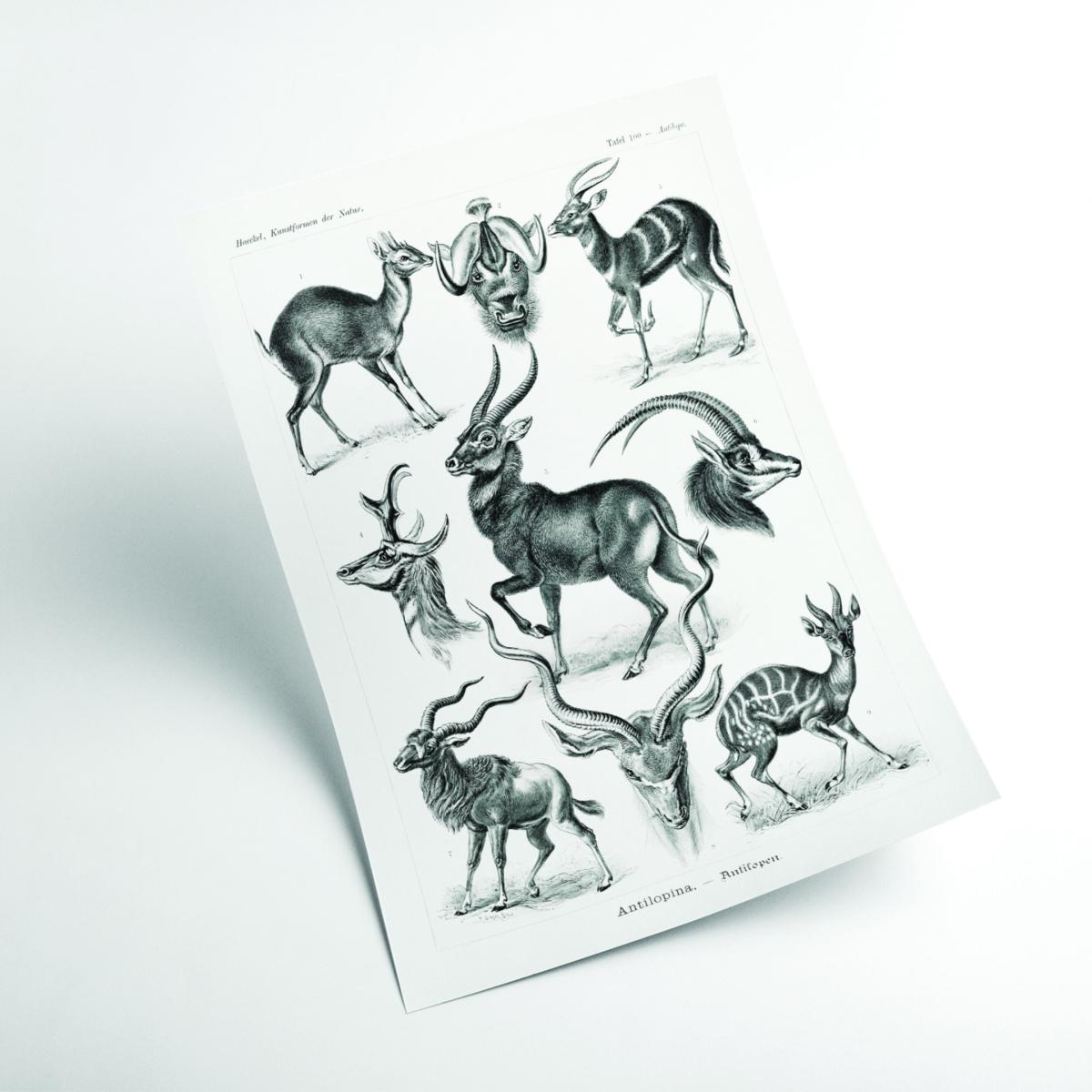 Black Antilopina-Antilopen By Ernst Haeckel Extra Small Stanley Print House – image 2
