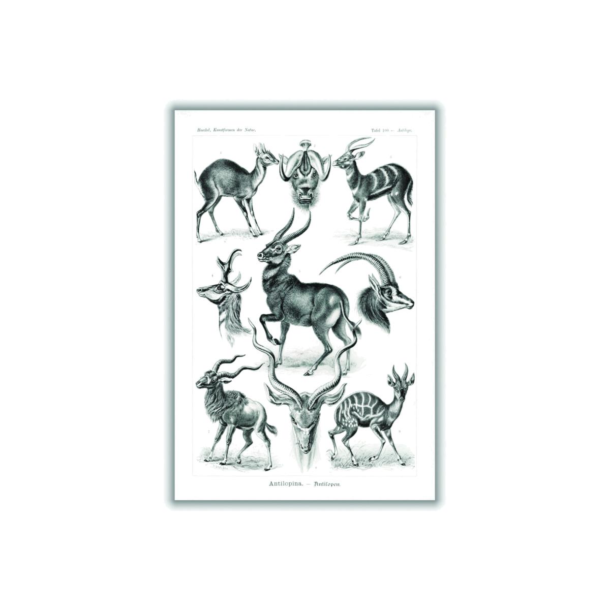 Black Antilopina-Antilopen By Ernst Haeckel Extra Small Stanley Print House – image 1