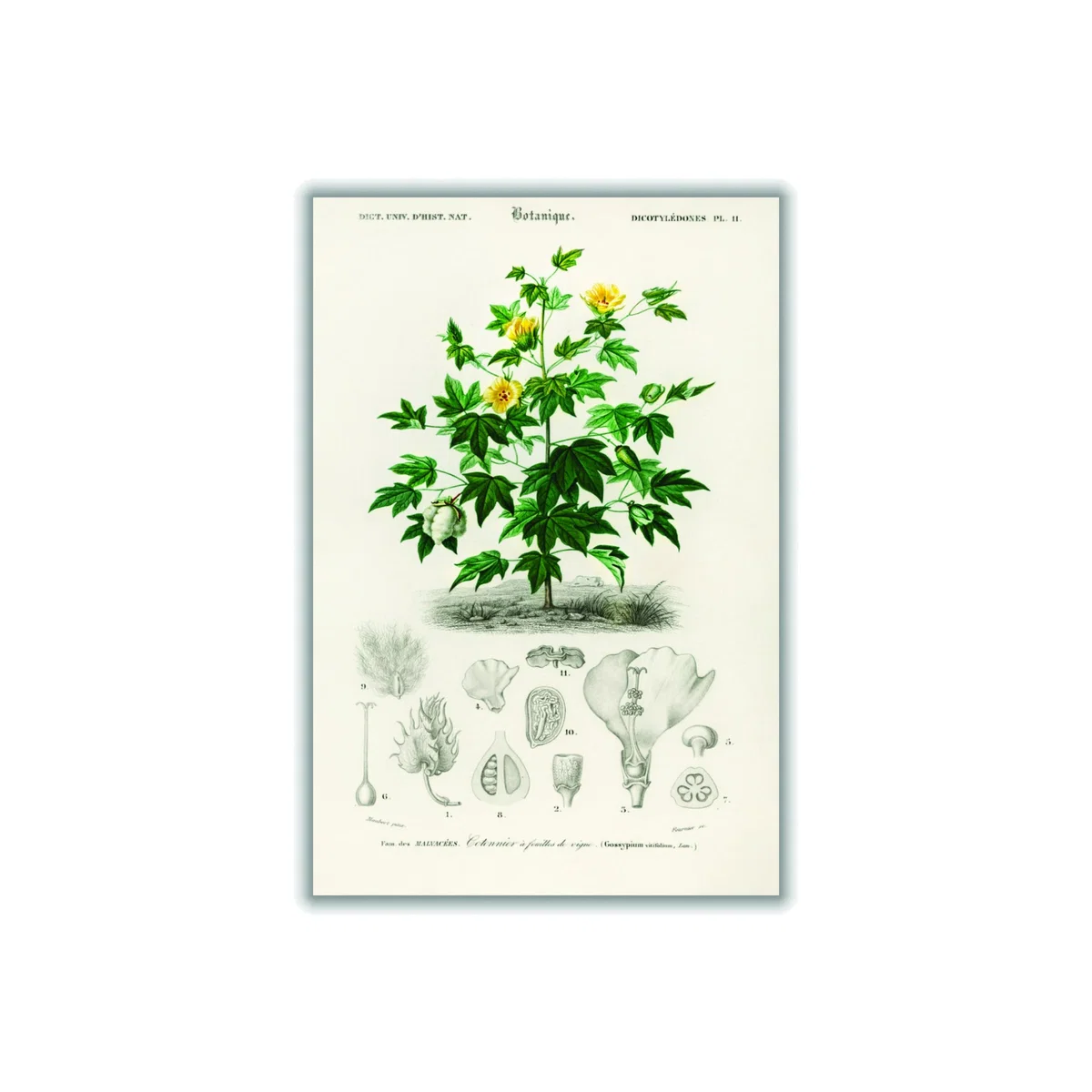 Green Sea Island Cotton A4 210 X 297Mm Stanley Print House – image 1
