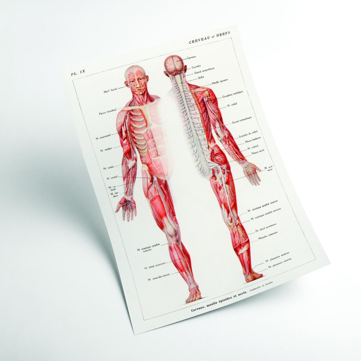 Red Human Nervous System Small Stanley Print House – image 2