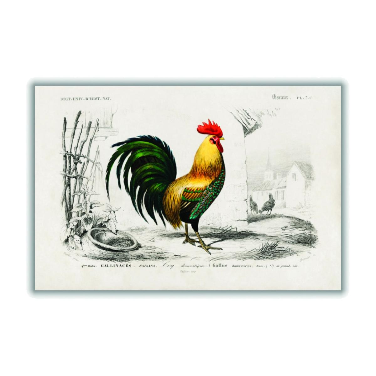Yellow / Orange Cock Extra Small Stanley Print House – image 1