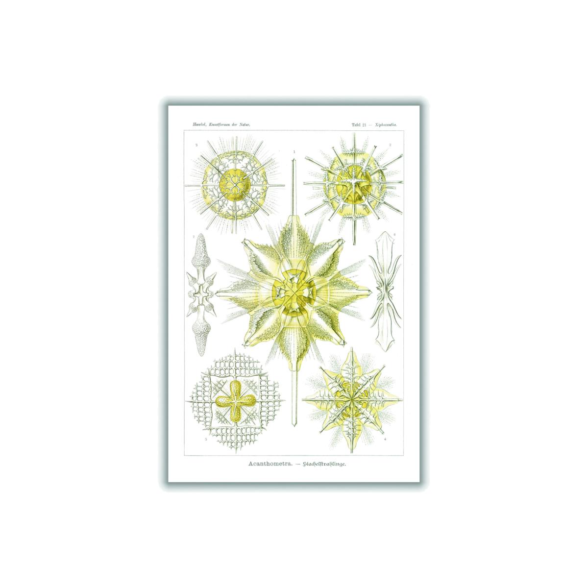 Yellow / Orange Acanthometra-Stachelstrahlinge By Ernst Haeckel A1 594 X 841Mm Stanley Print House – image 1