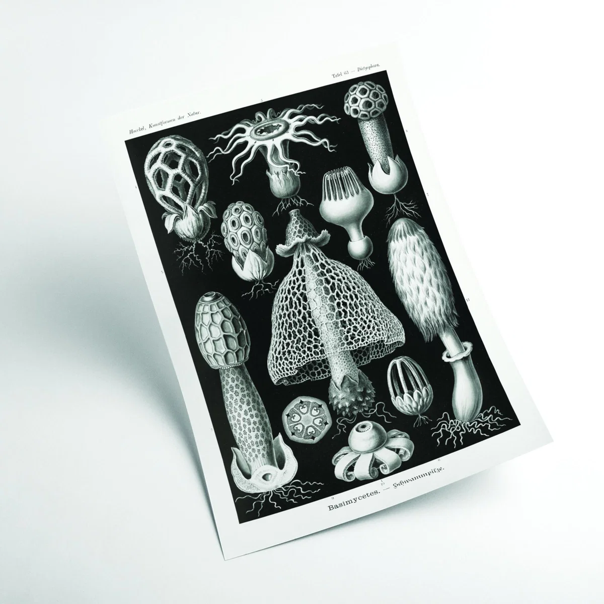 Grey Basimycetes-Schwammpilze By Ernst Haeckel Extra Large Stanley Print House – image 2