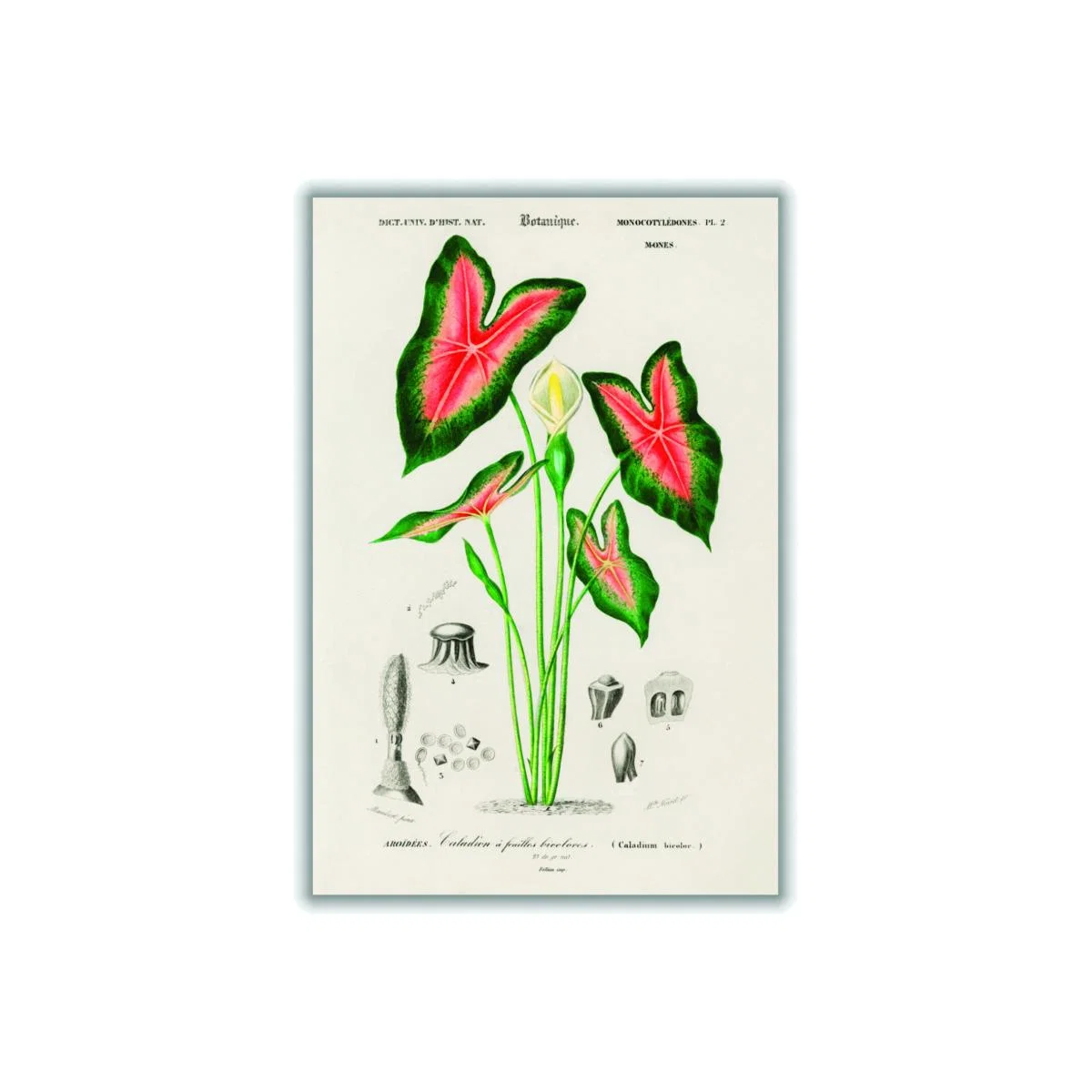 Elephant Ear Print A4 210 X 297Mm Stanley Print House – image 1