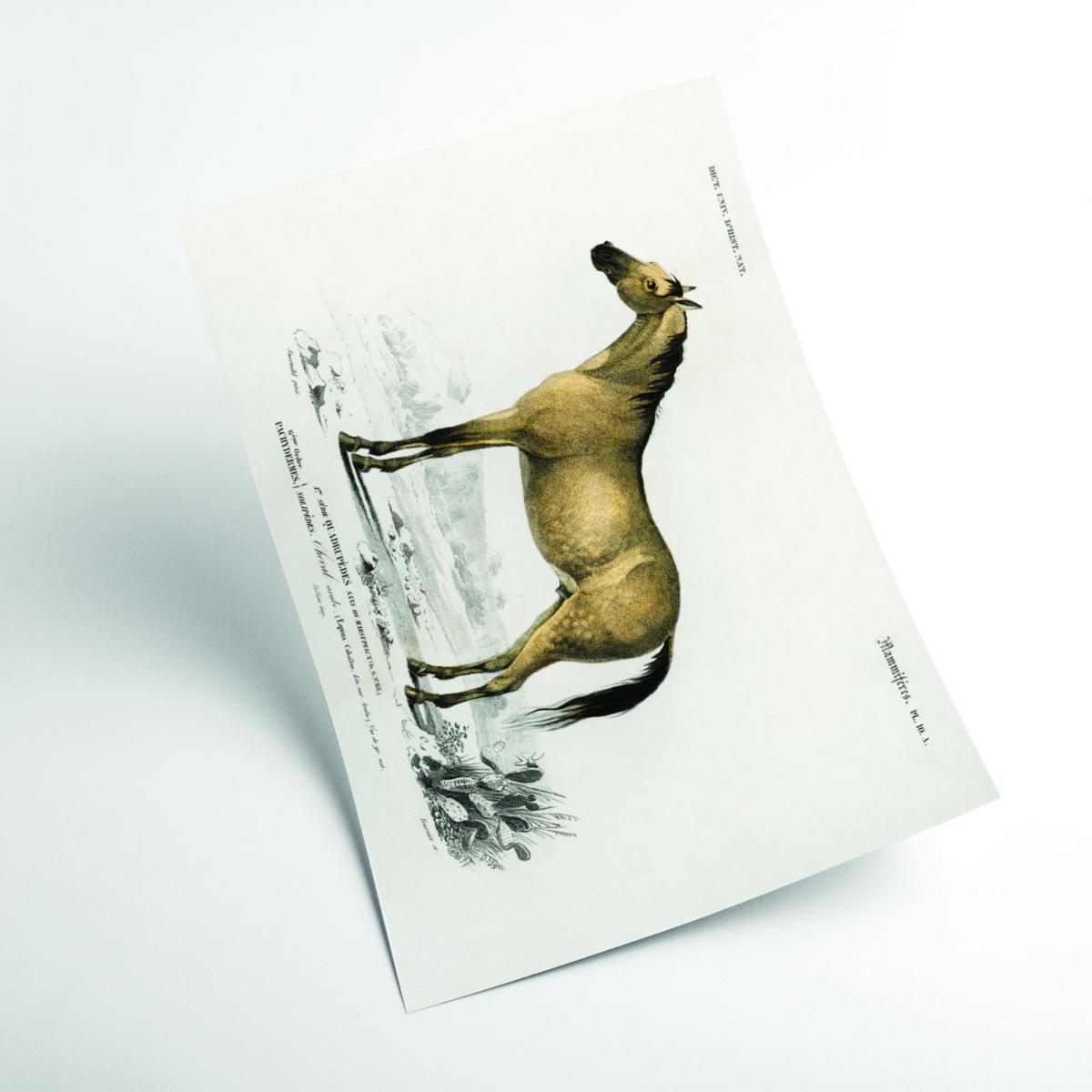 Gold Horse A3 297 X 420Mm Stanley Print House – image 2