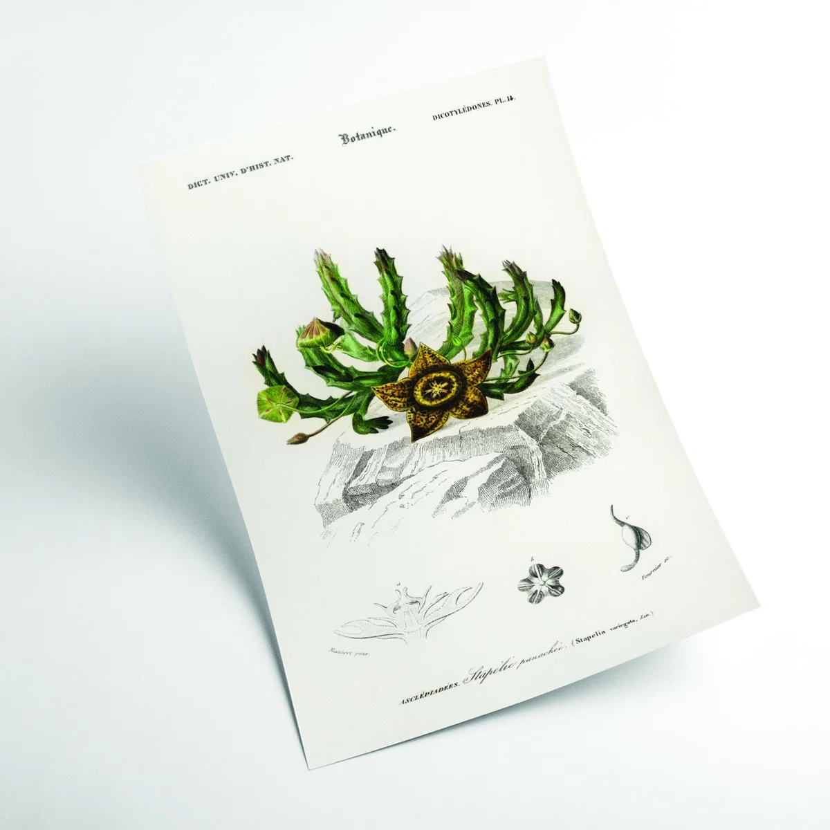 Green Carrion Flower Print A4 210 X 297Mm Stanley Print House – image 2