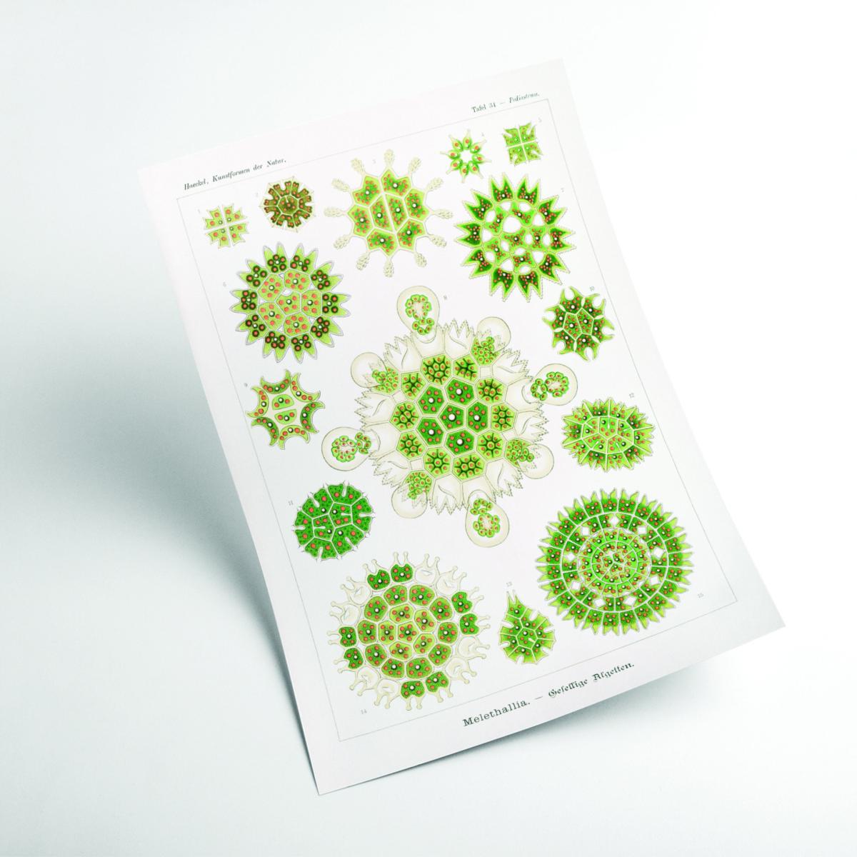 Green Melethallia-Gesellige Algetten By Ernst Haeckel A4 210 X 297Mm Stanley Print House – image 2