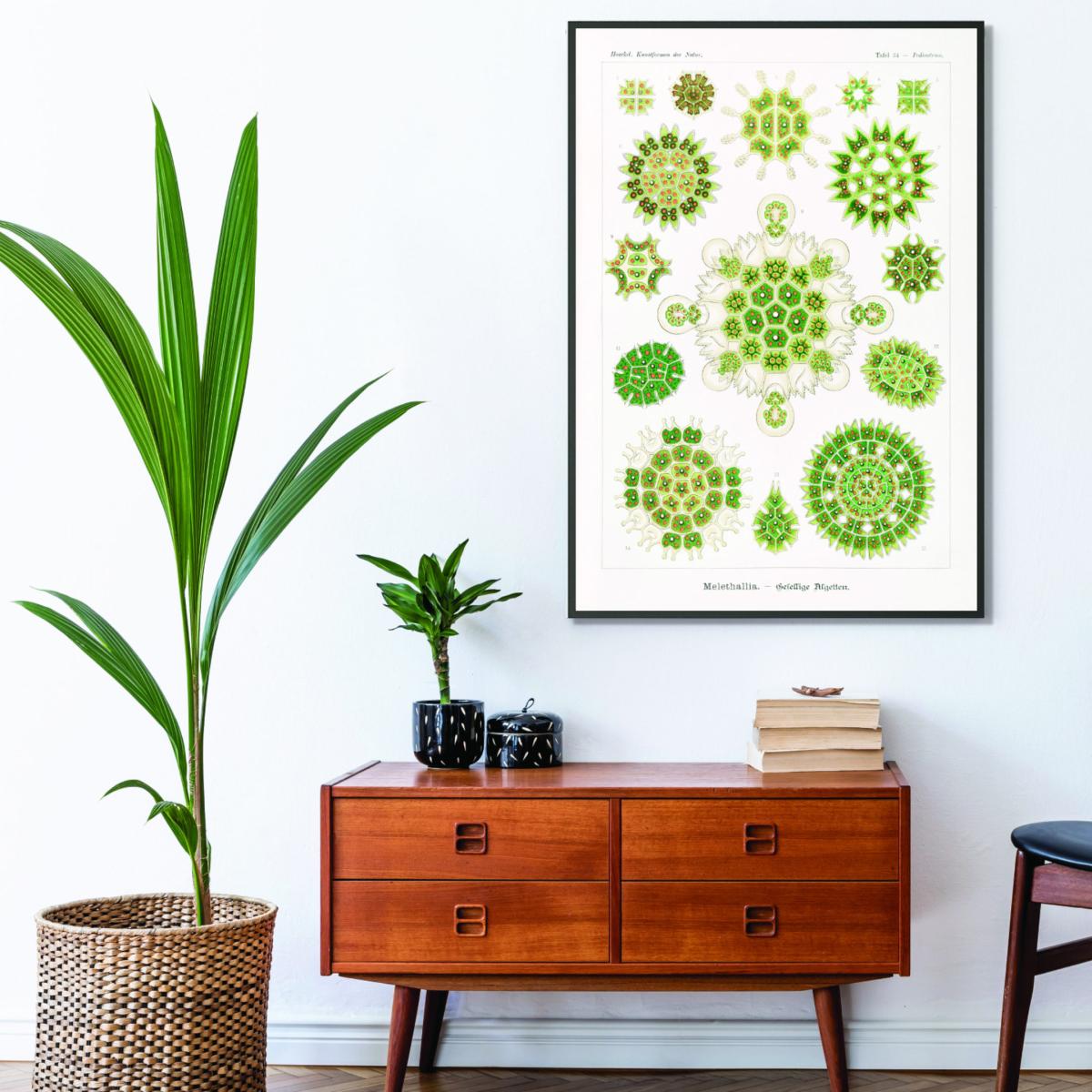 Green Melethallia-Gesellige Algetten By Ernst Haeckel A4 210 X 297Mm Stanley Print House – image 3