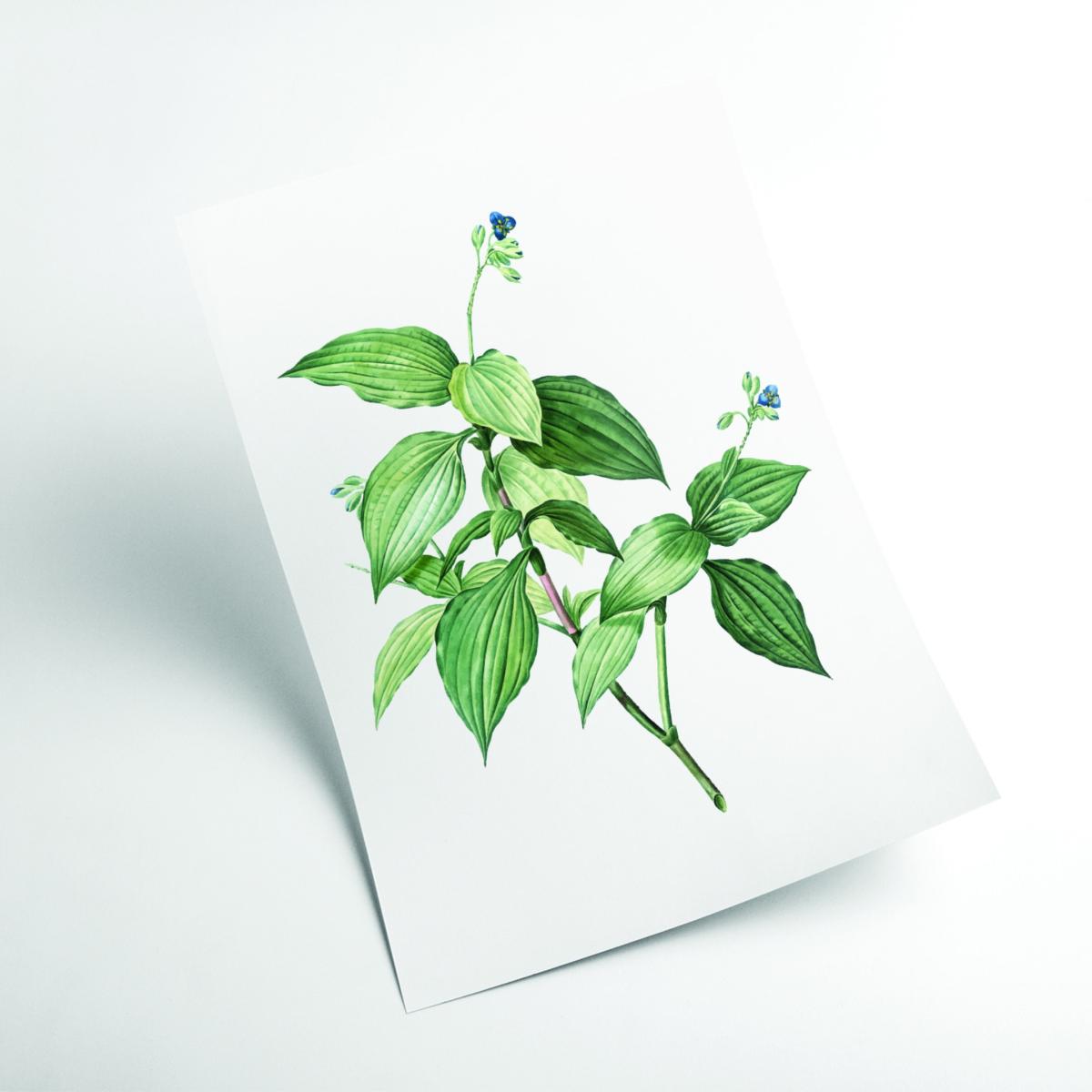 Green Vintage Botanical Plant A2 420 X 594Mm Stanley Print House – image 2