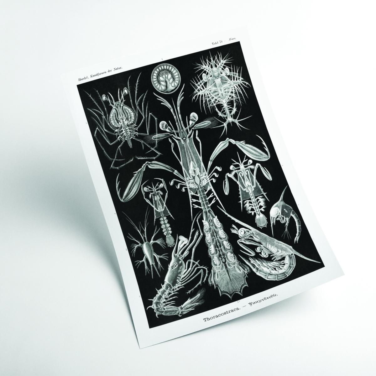 Grey Thoracostraca-Panzerkrebse By Ernst Haeckel Extra Small Stanley Print House – image 2