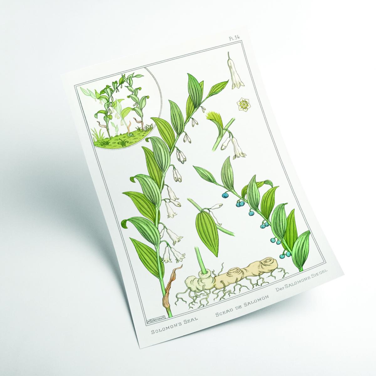 Green Sceau De Salomon - Solomon's Seal Ii By Maurice Pillard Verneuil A3 297 X 420Mm Stanley Print House – image 2