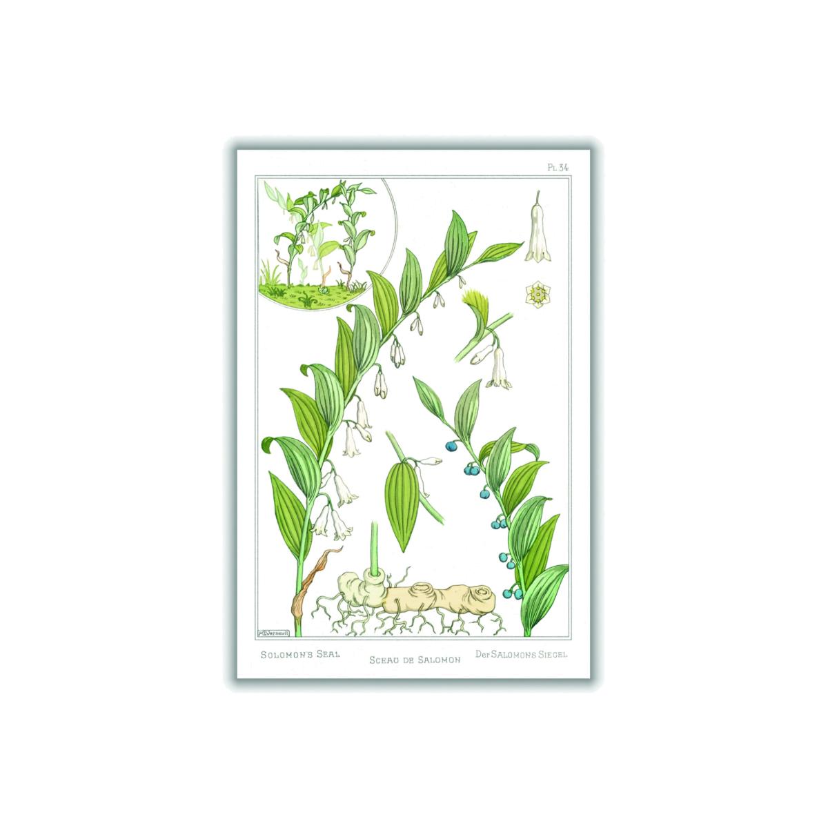 Green Sceau De Salomon - Solomon's Seal Ii By Maurice Pillard Verneuil A3 297 X 420Mm Stanley Print House – image 1