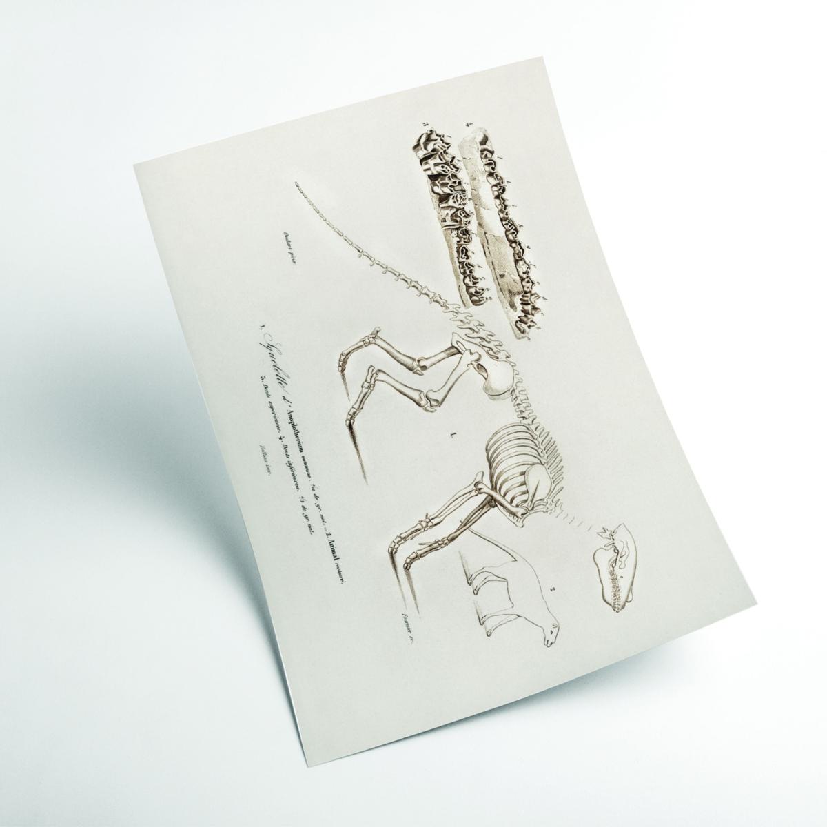 Ungulate Neutrals A3 297 X 420Mm Stanley Print House – image 2